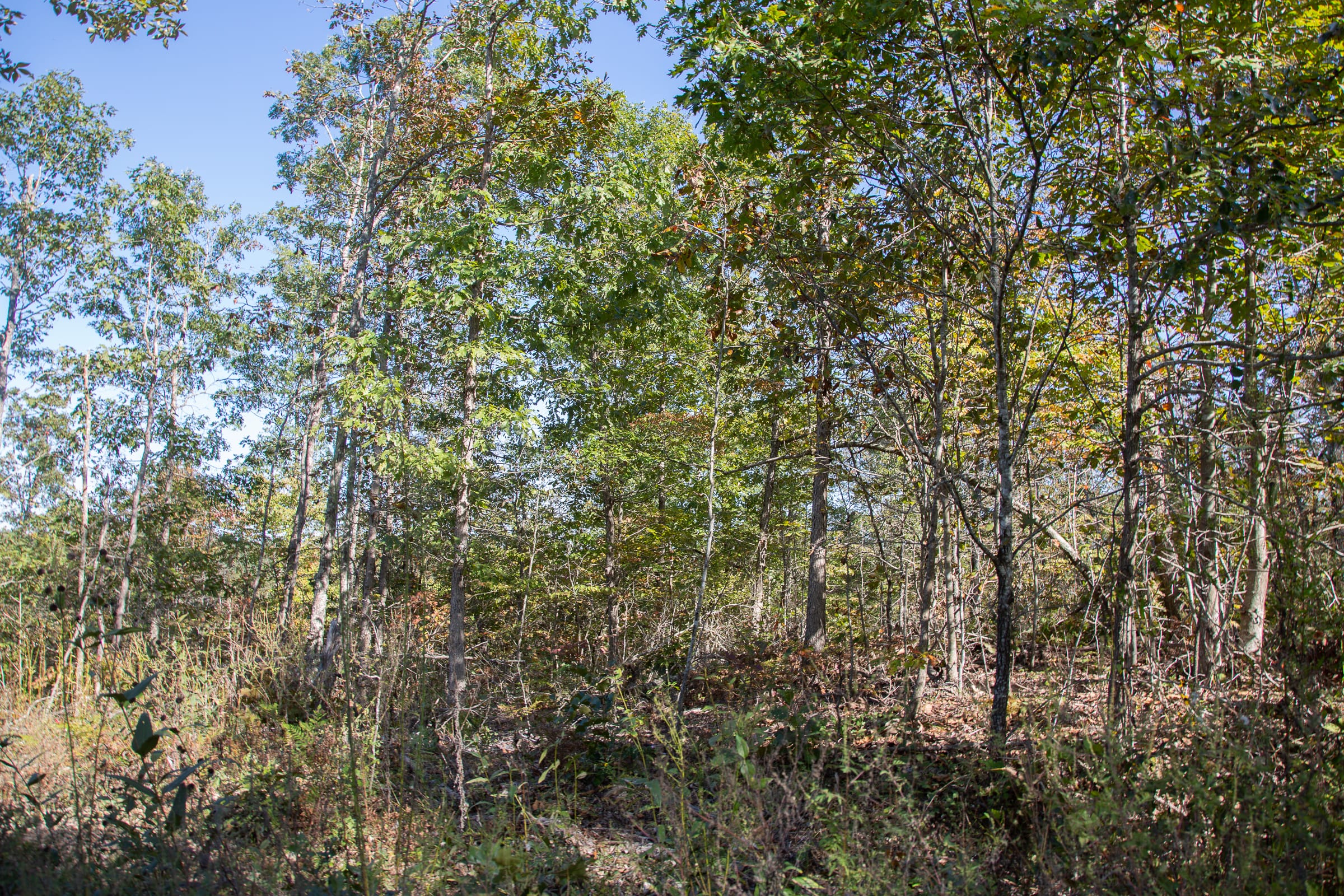 Borgmann’s Hollow Phase IV Tract 109 photo 3