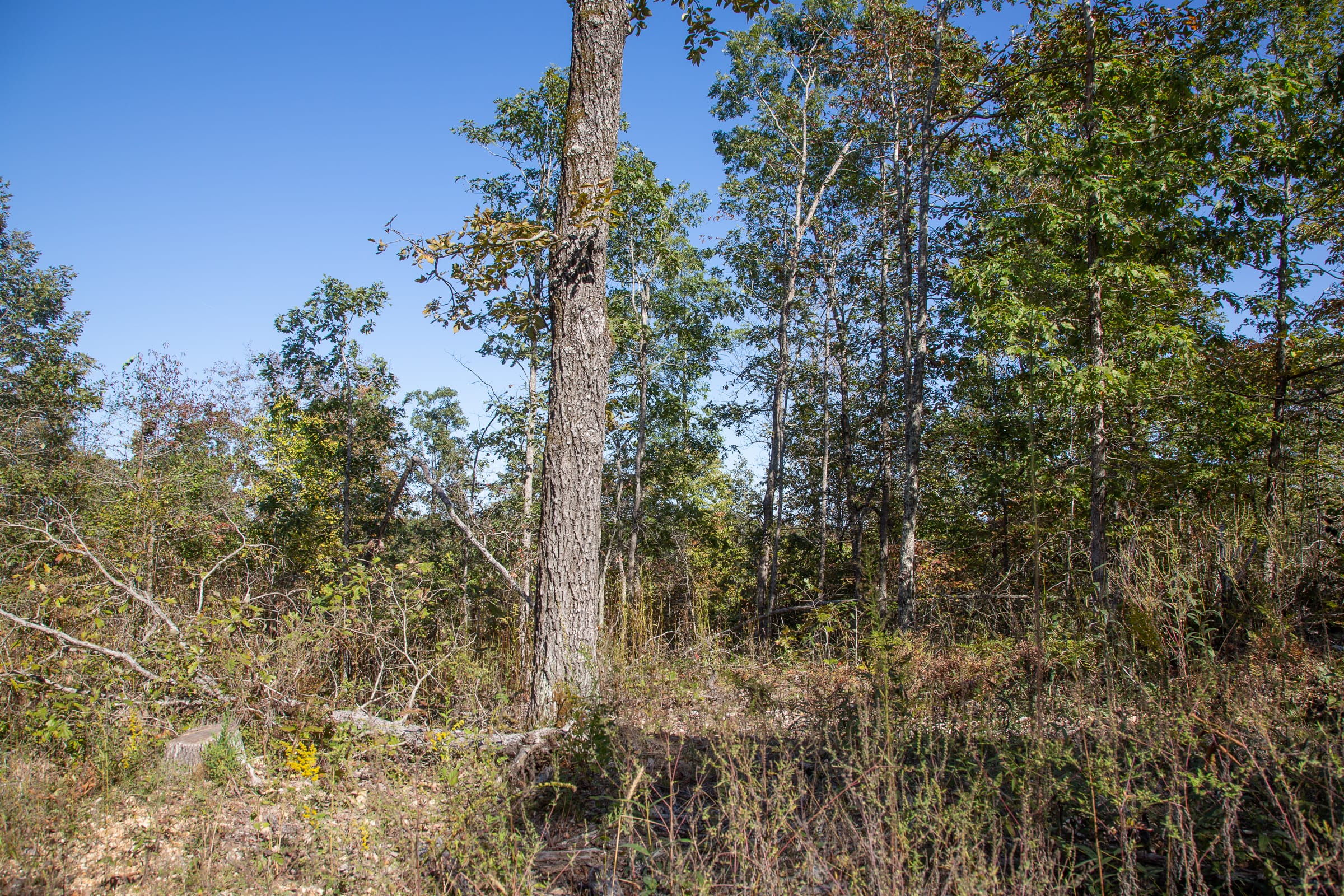 Borgmann’s Hollow Phase IV Tract 109 photo 4