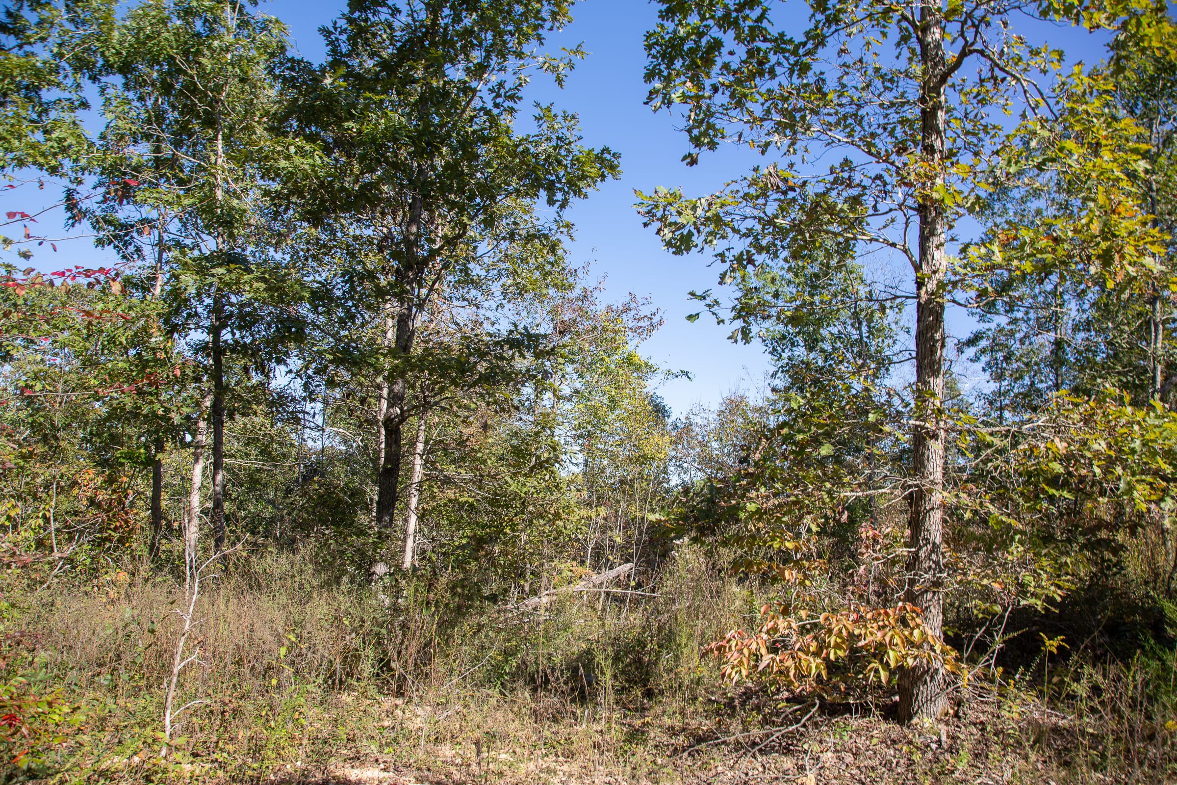 Borgmann’s Hollow Phase IV Tract 109 photo 6
