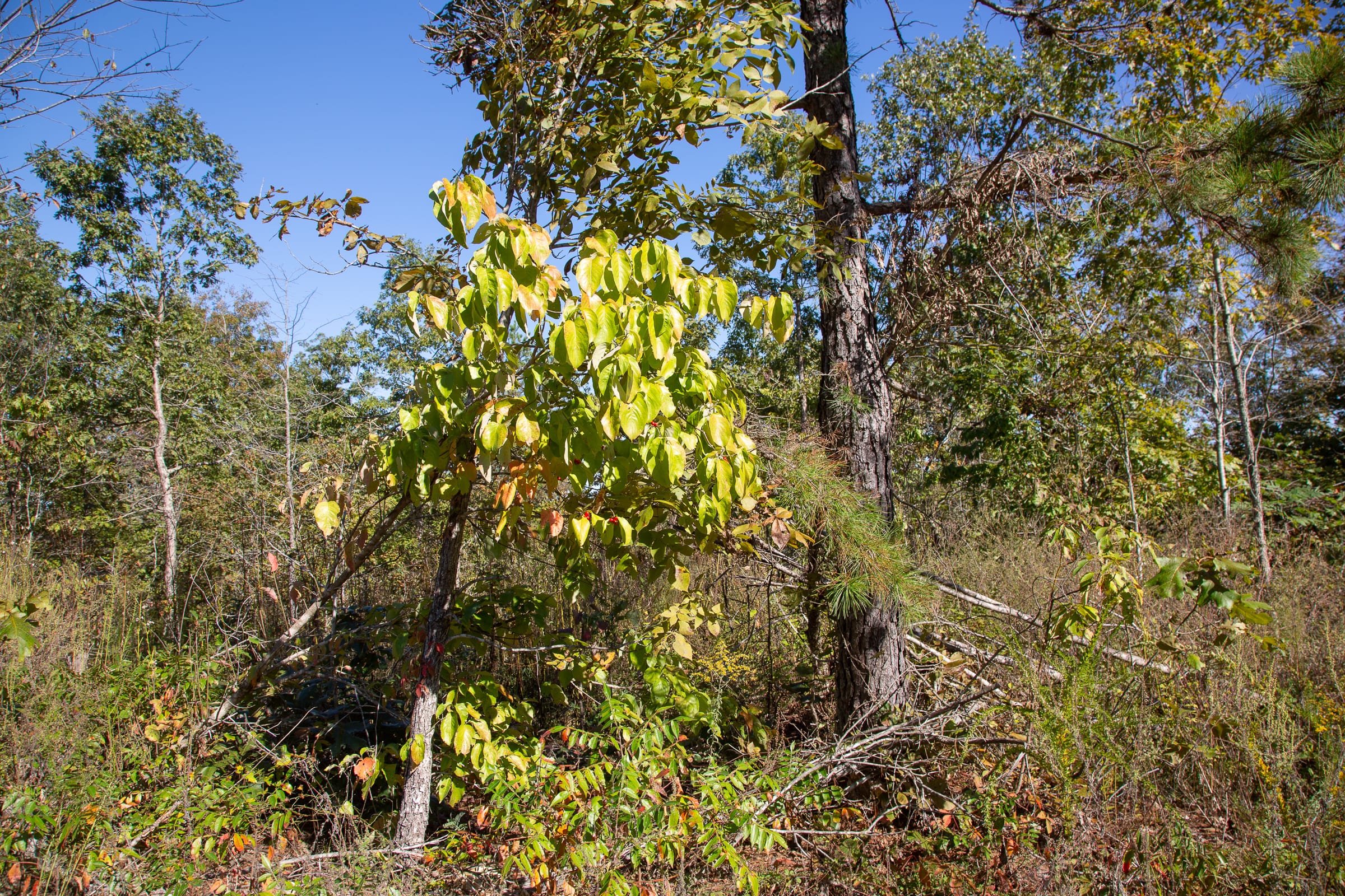 Borgmann’s Hollow Phase IV Tract 109 photo 7