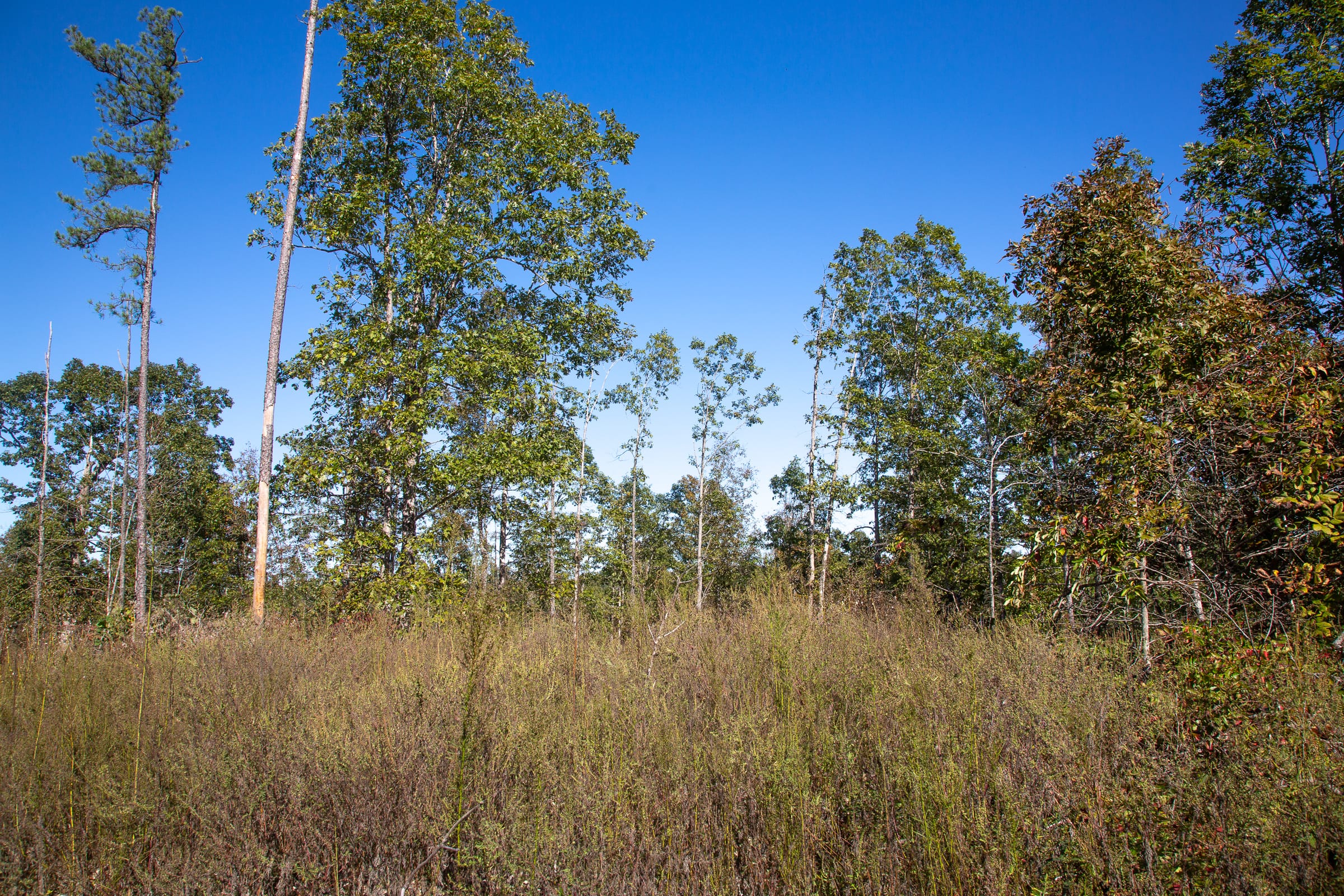 Borgmann’s Hollow Phase IV Tract 109 photo 9