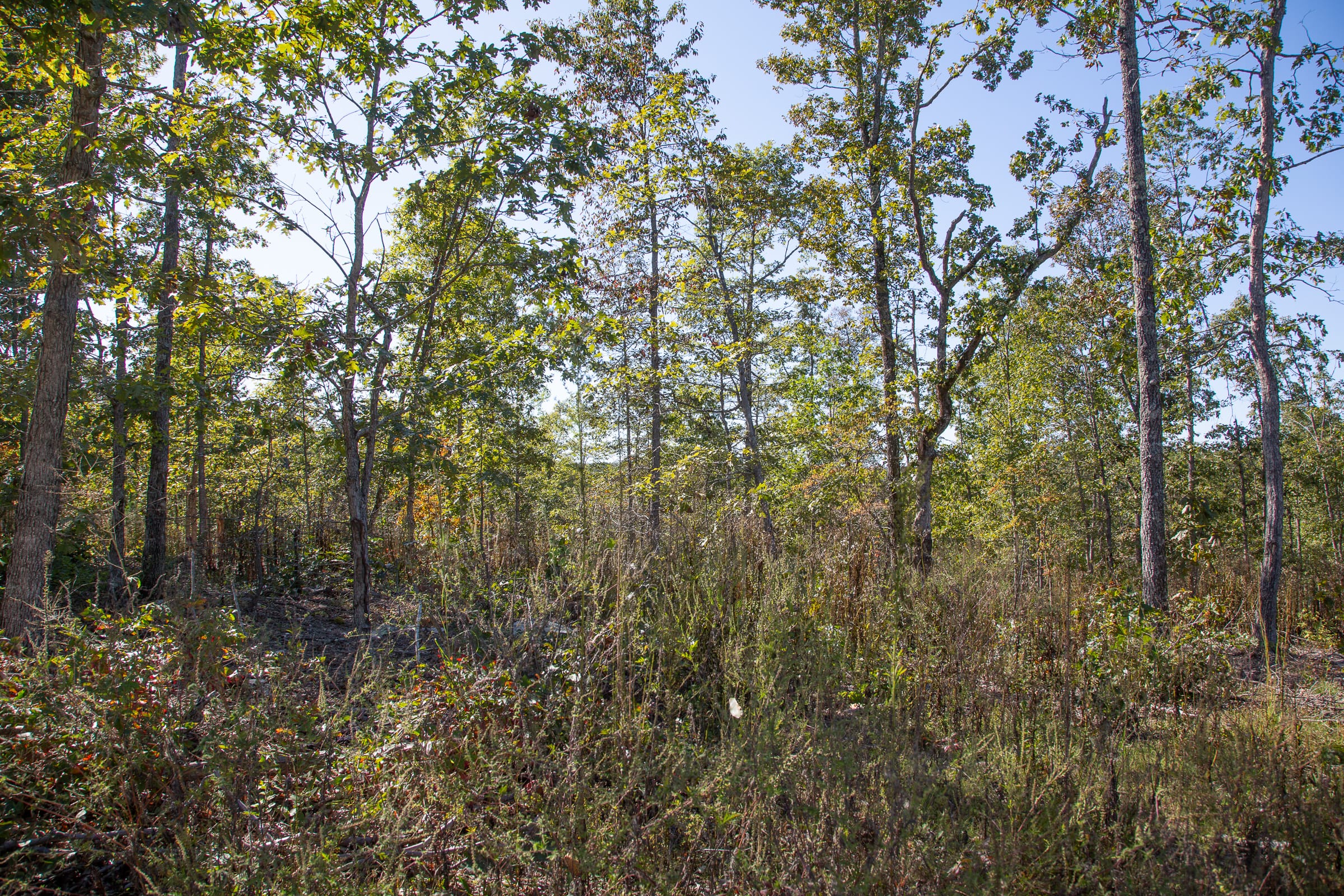 Borgmann’s Hollow Phase IV Tract 109 photo 10