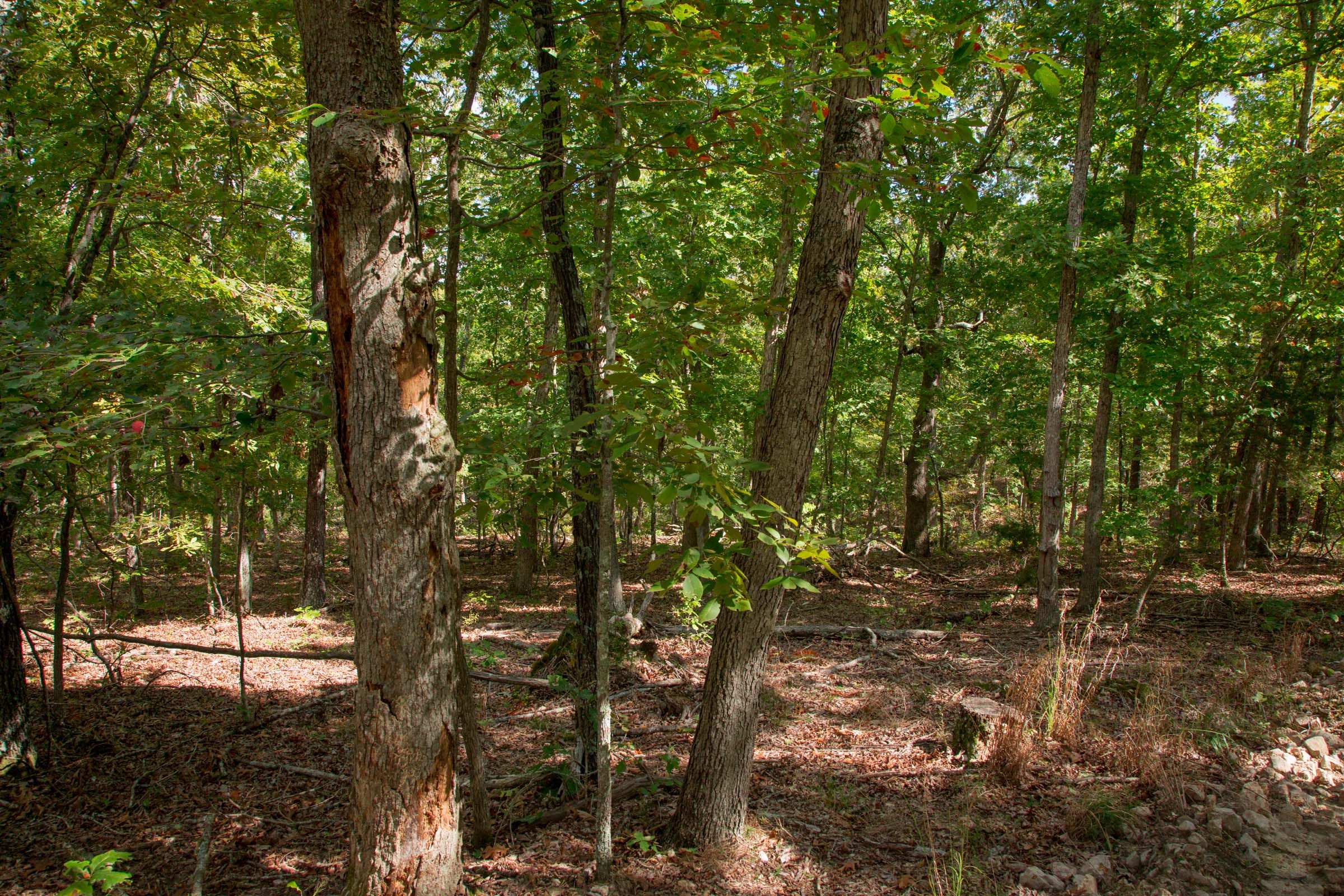 Wagon Wheel Ranch Tract 45 photo 6