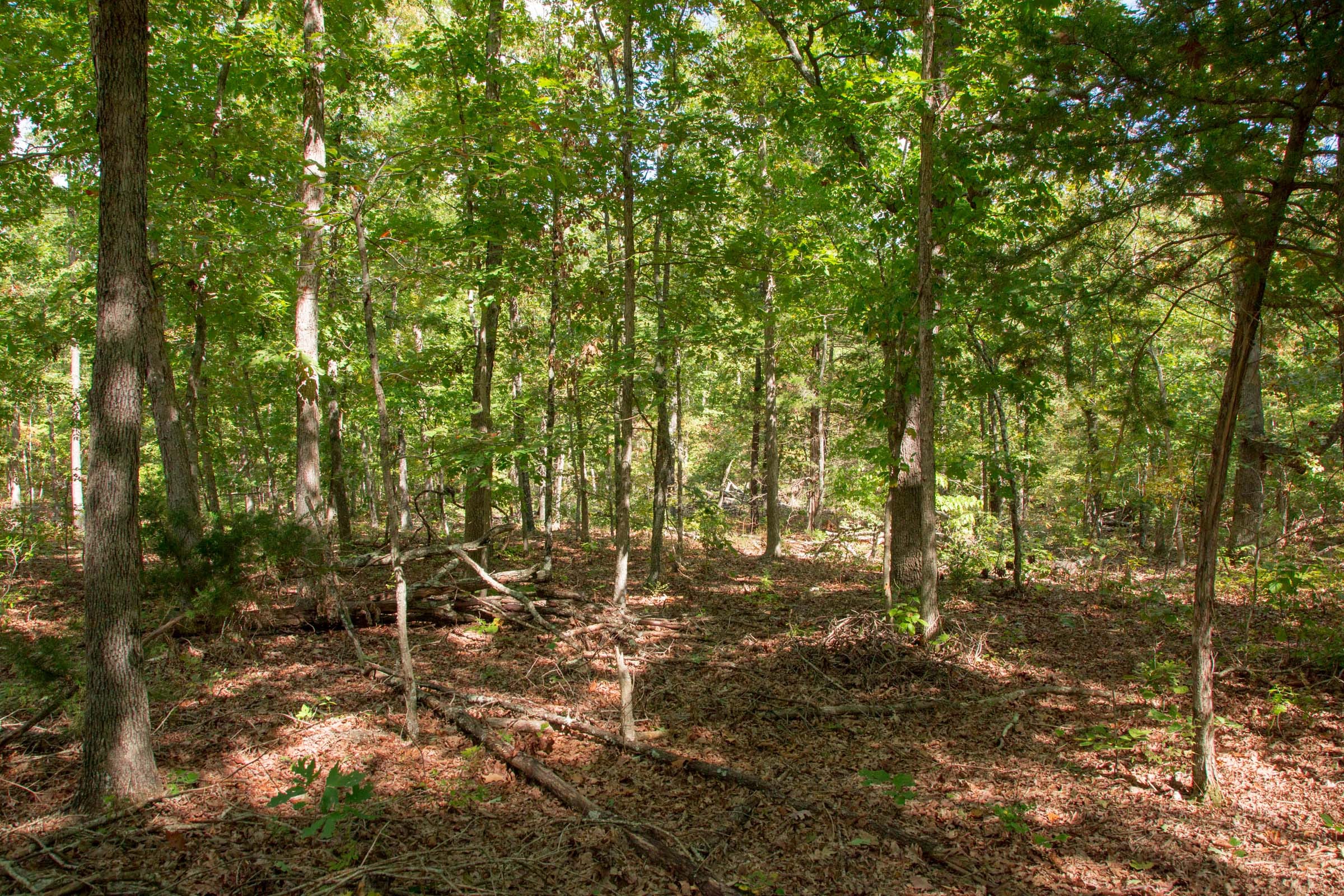 Wagon Wheel Ranch Tract 45 photo 7