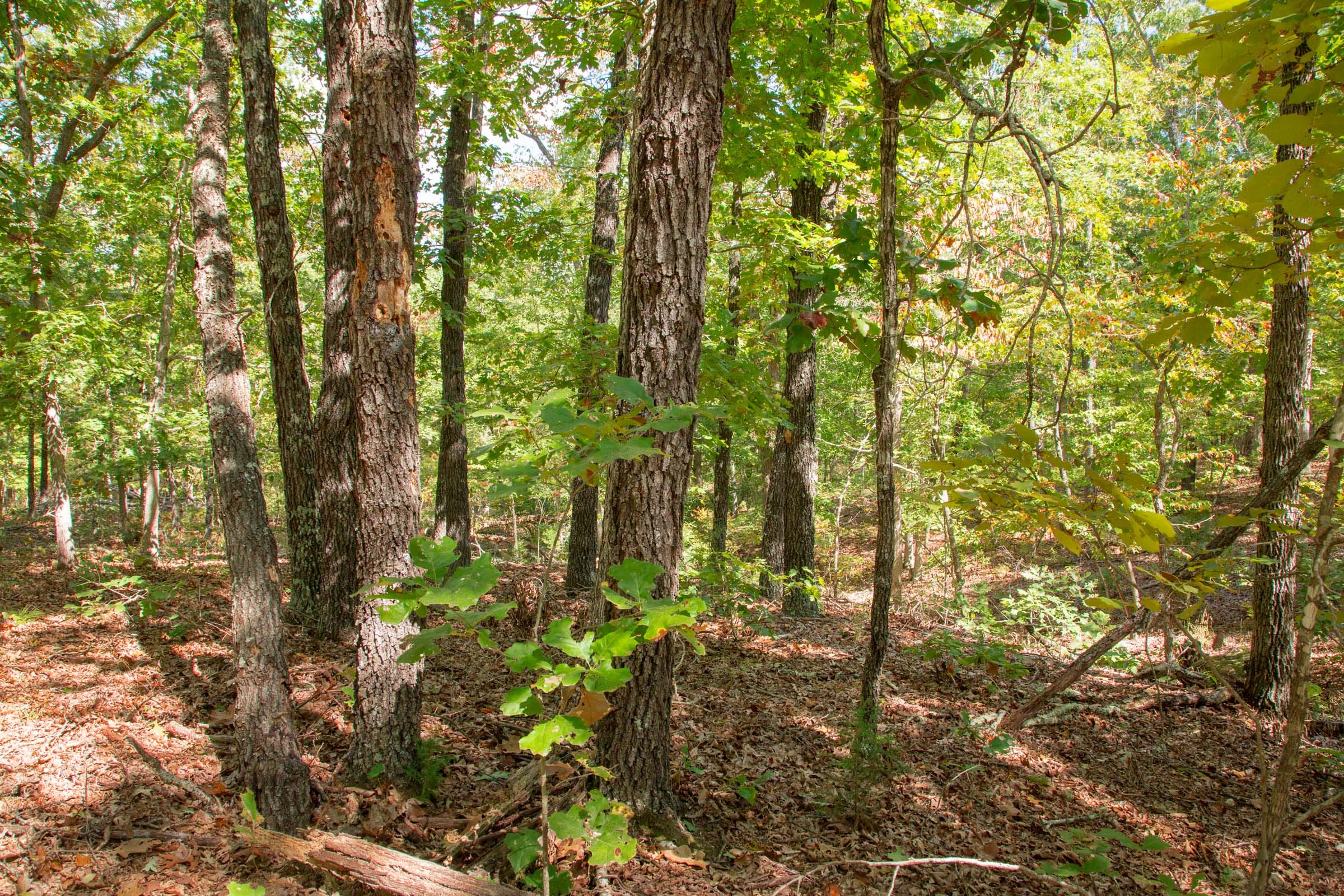 Wagon Wheel Ranch Tract 45 photo 9