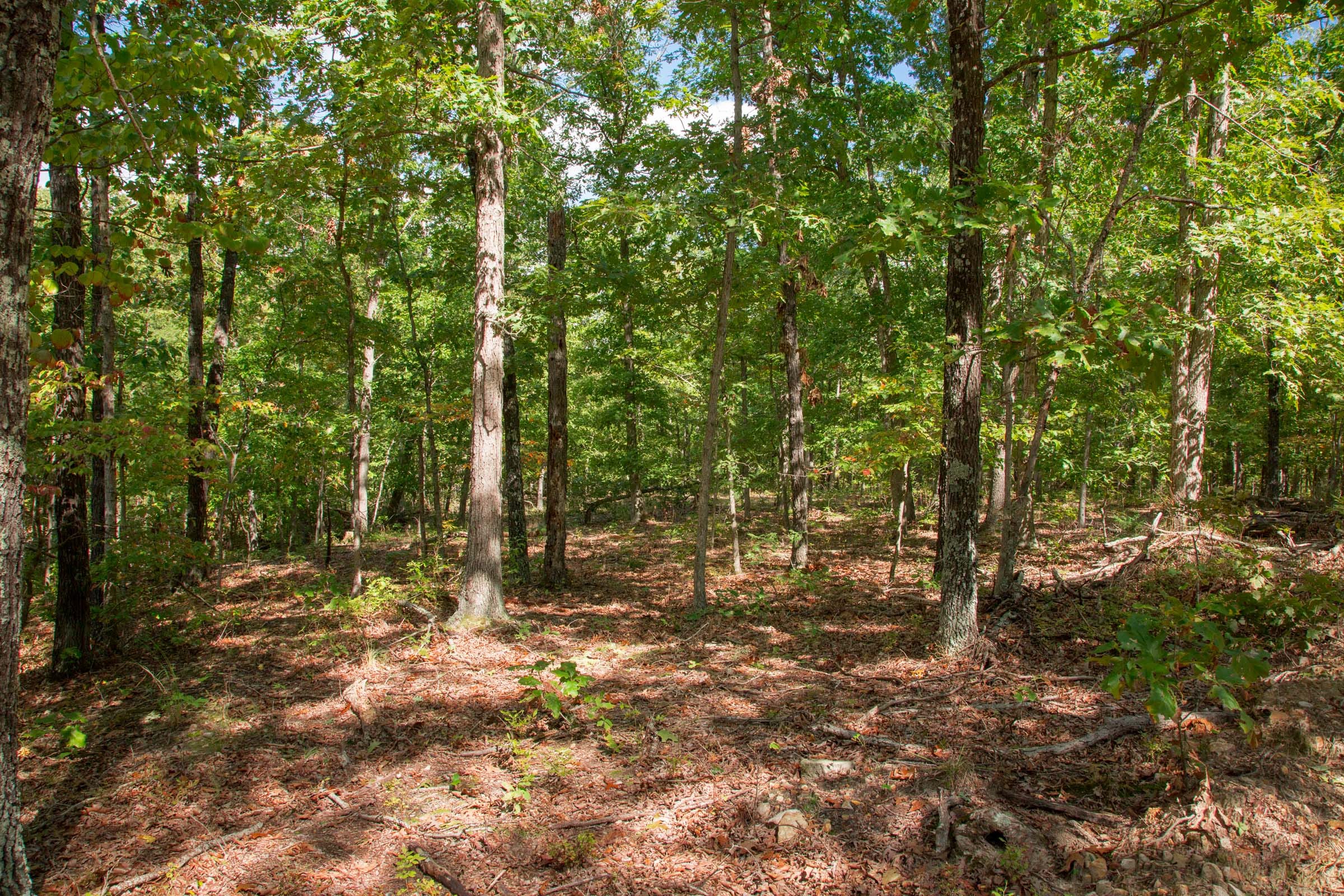 Wagon Wheel Ranch Tract 45 photo 11