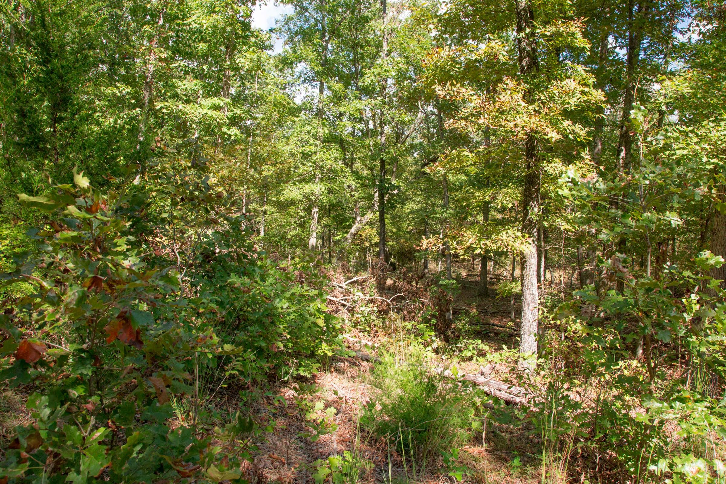 Wagon Wheel Ranch Tract 45 photo 13