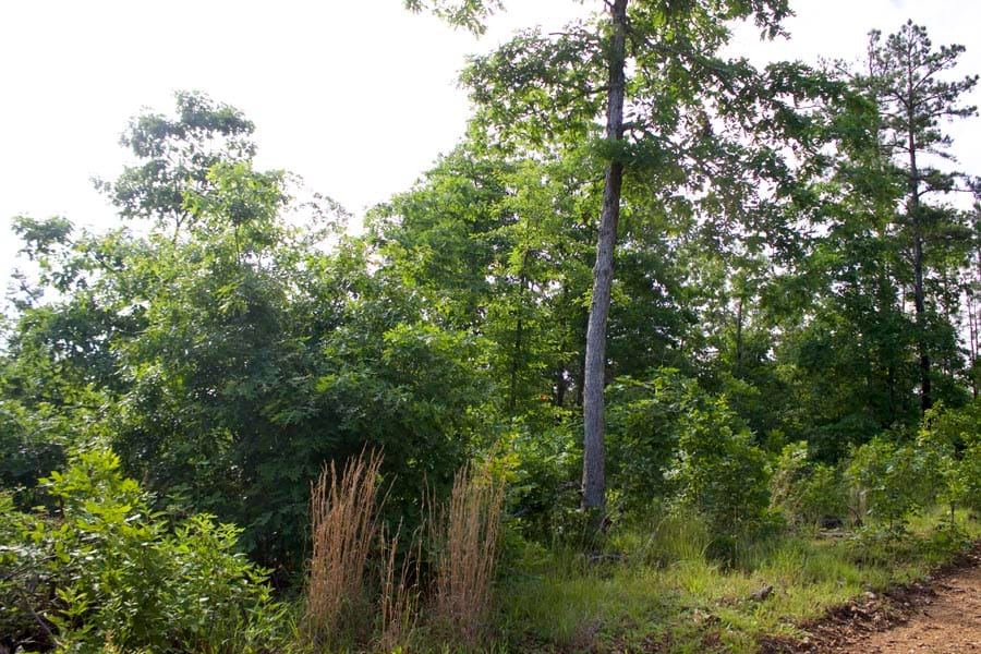 Thunder Mountain Ranch Tract 18 photo 5