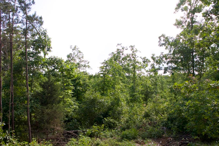 Thunder Mountain Ranch Tract 18 photo 1