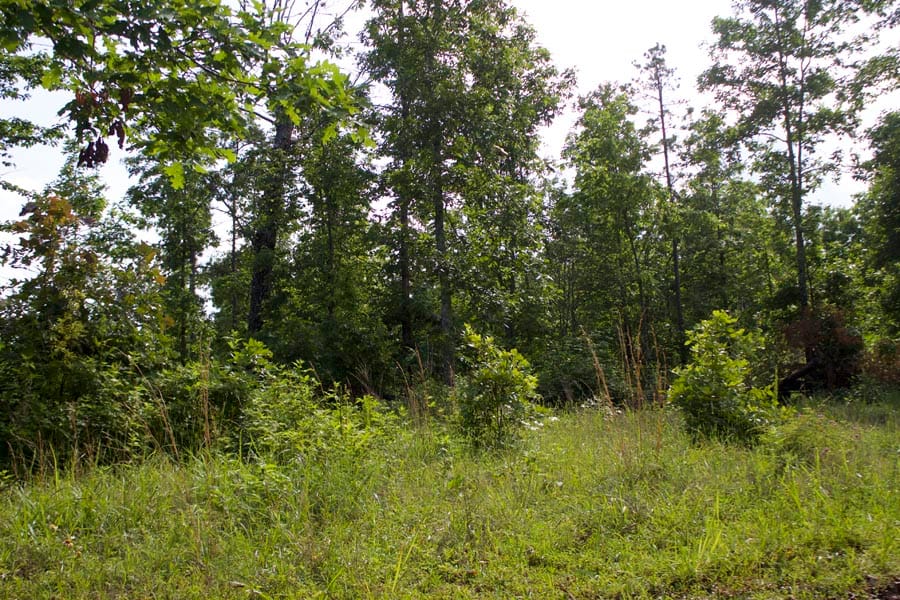 Thunder Mountain Ranch Tract 18 photo 8