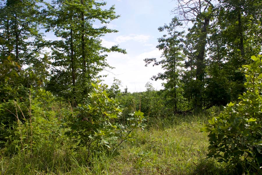 Thunder Mountain Ranch Tract 18 photo 10