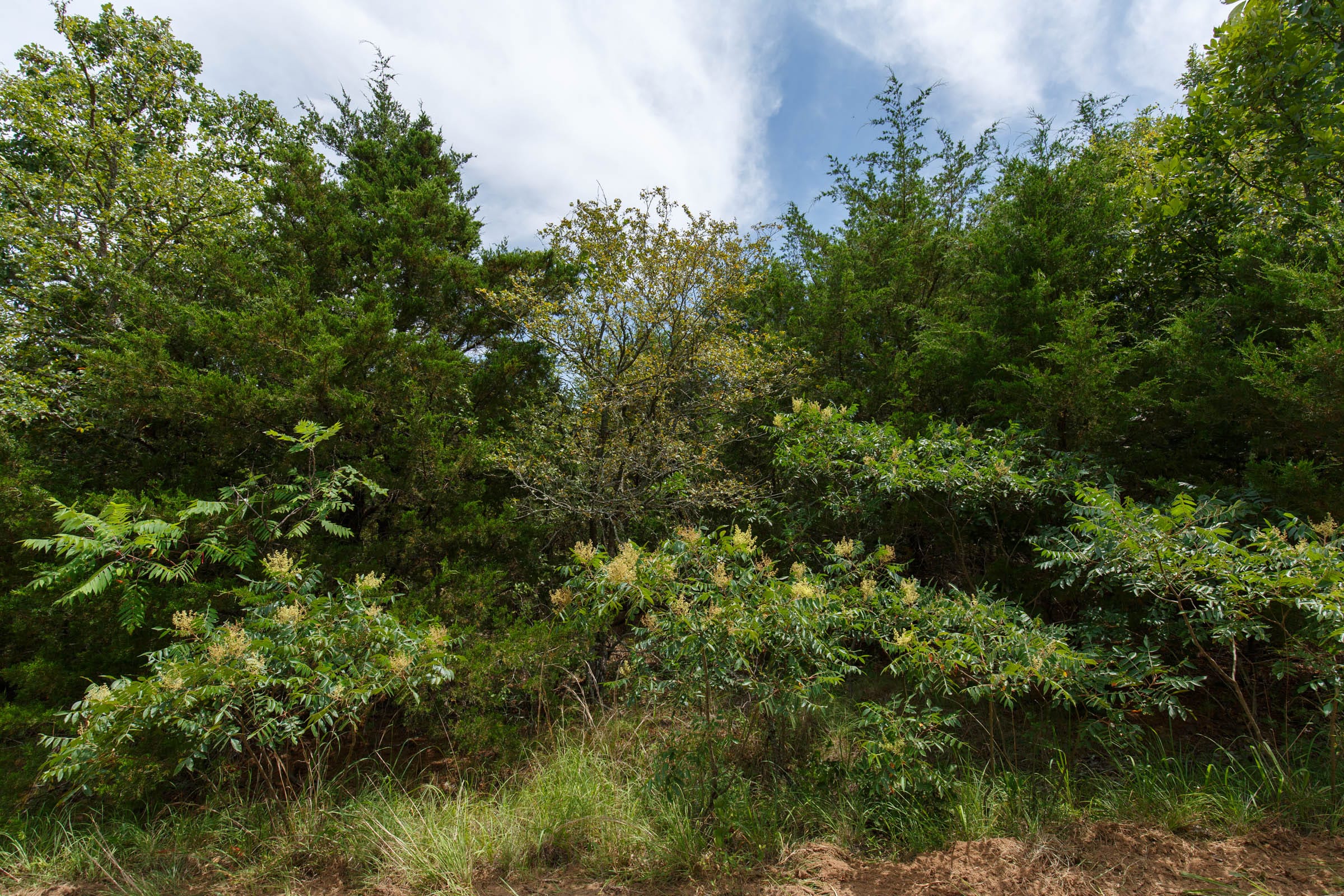 Timber Ridge Tract 36 photo 2