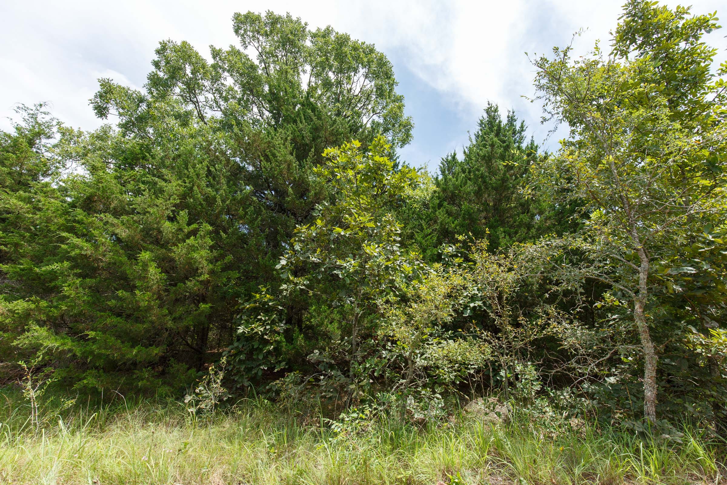 Timber Ridge Tract 36 photo 3
