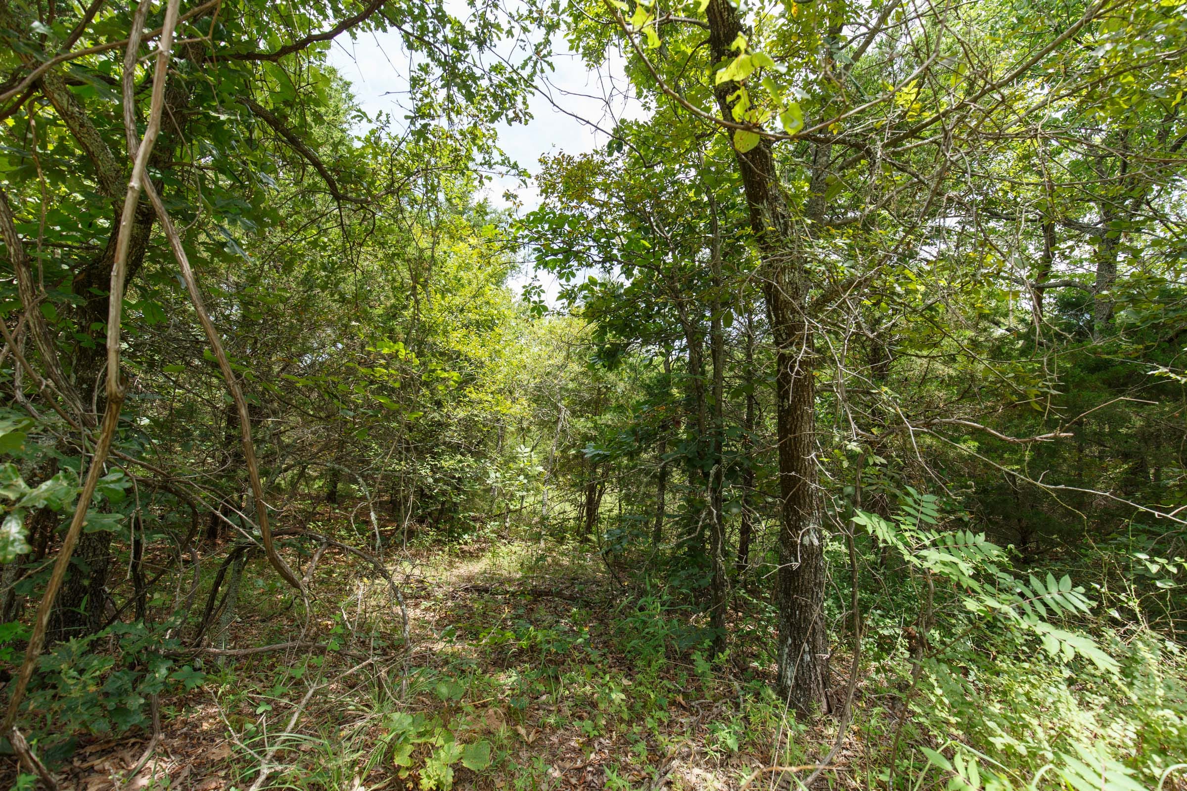 Timber Ridge Tract 36 photo 6