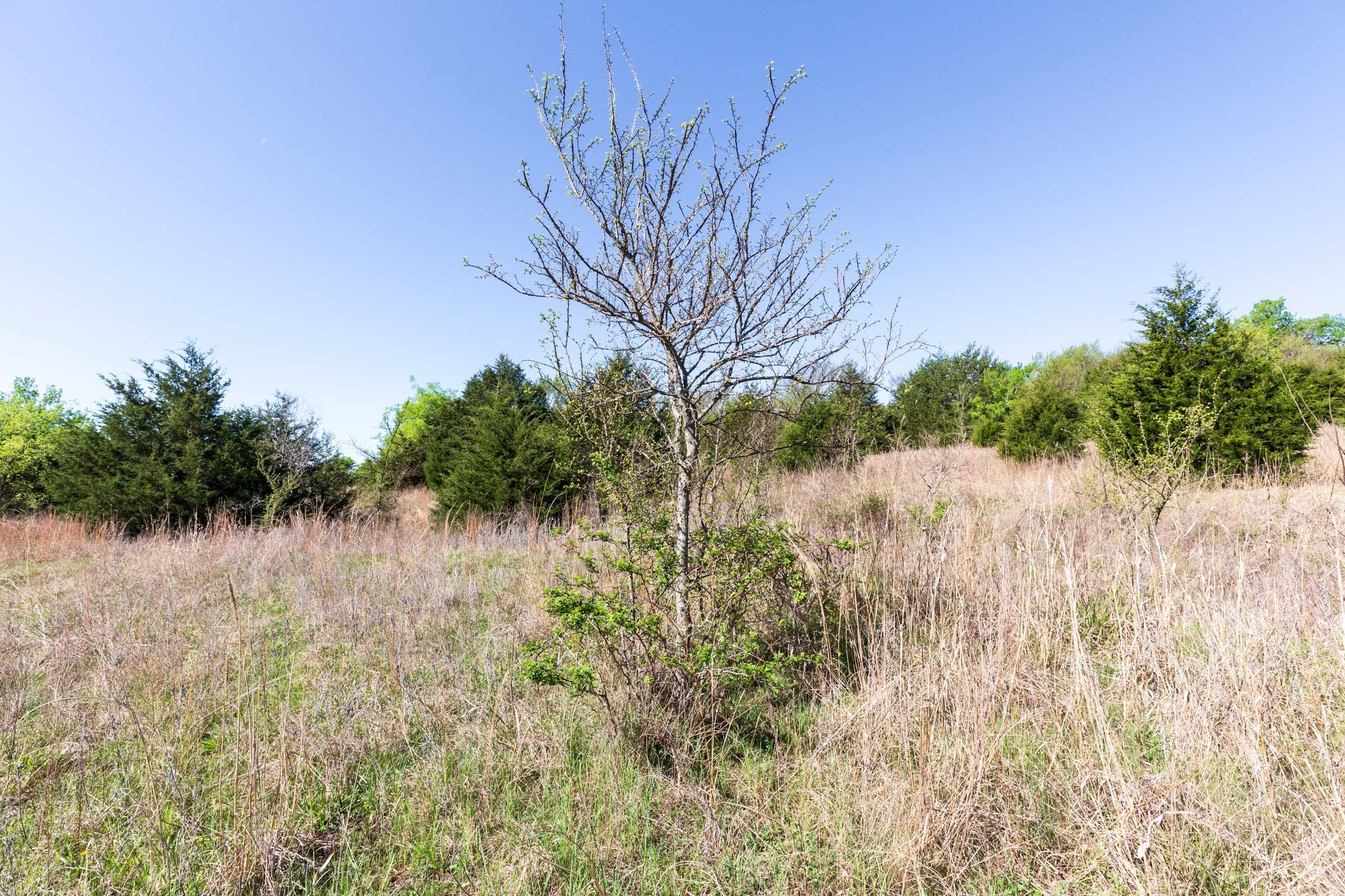 Prairie Grove Tract 9 photo 4