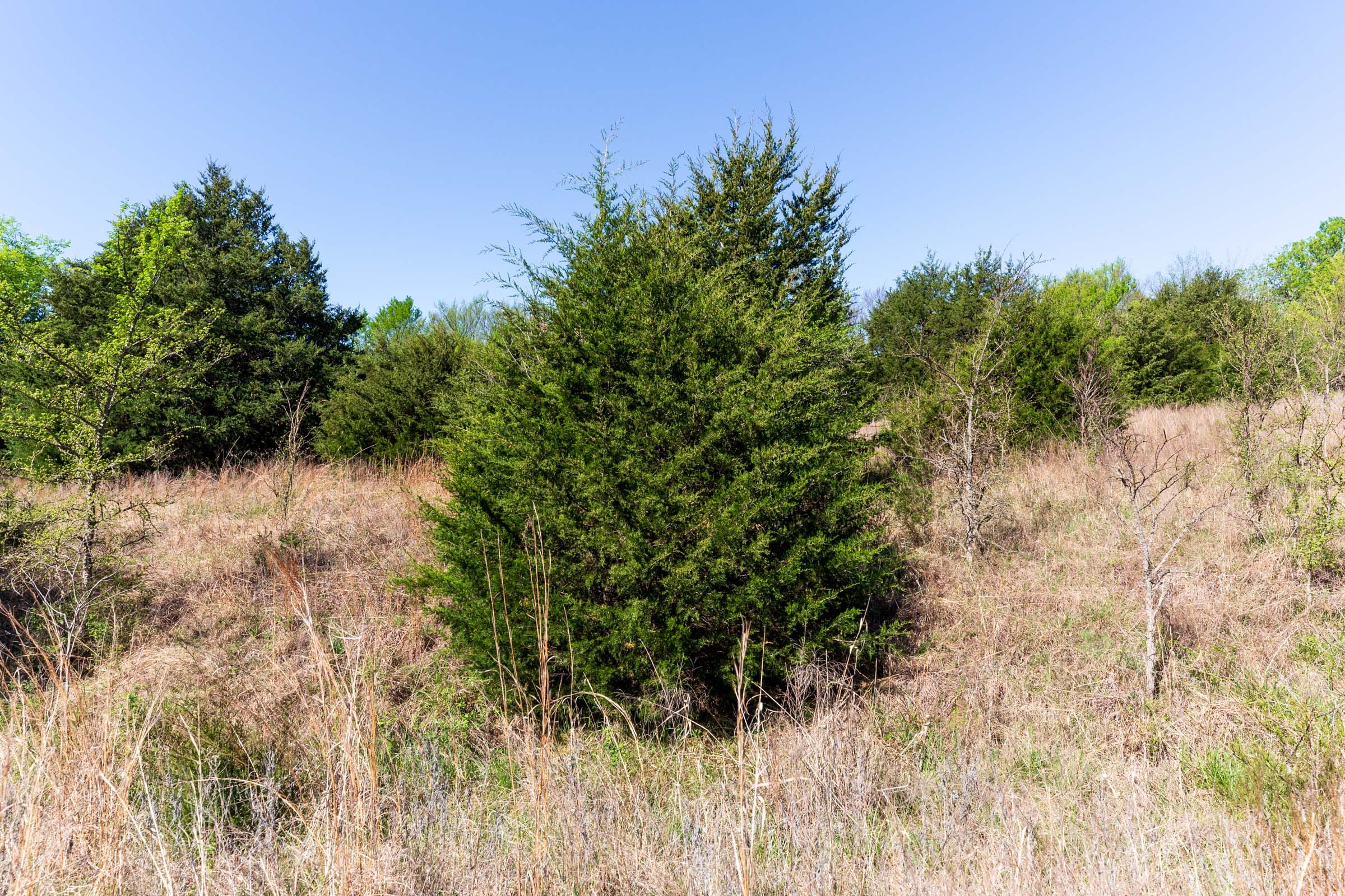 Prairie Grove Tract 9 photo 5