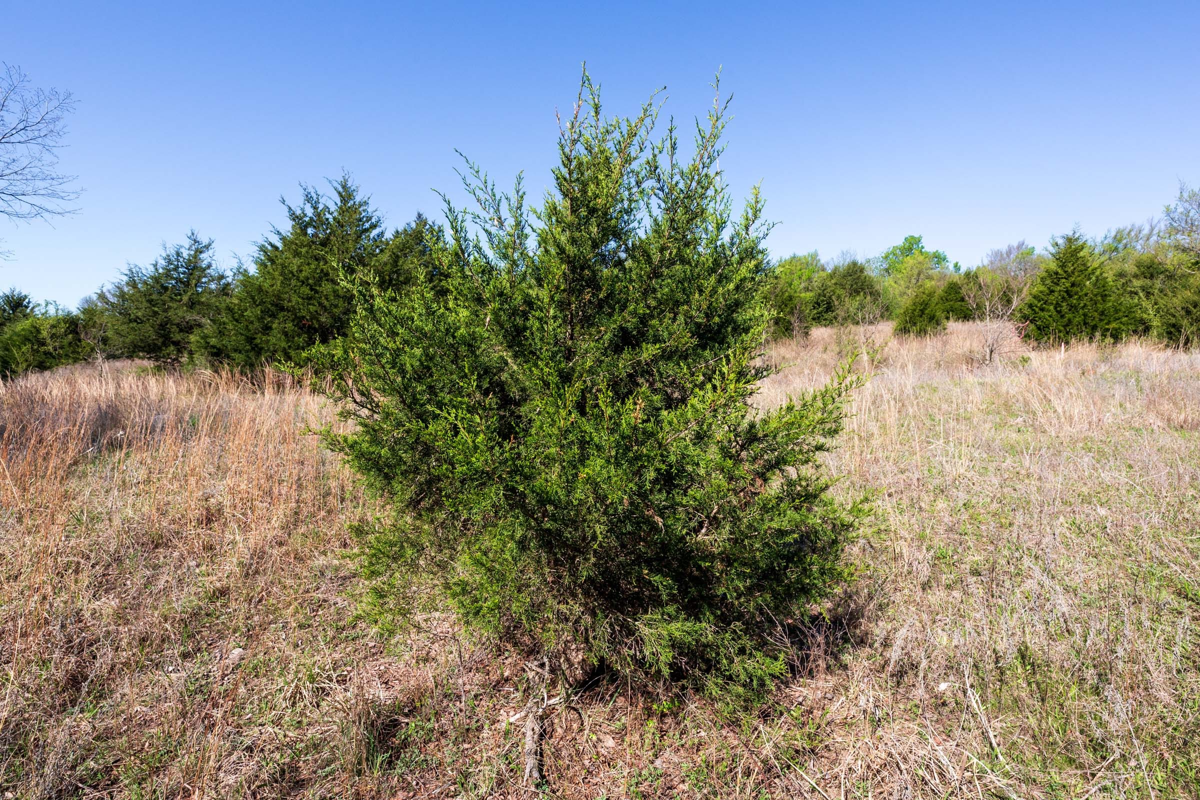 Prairie Grove Tract 9 photo 12