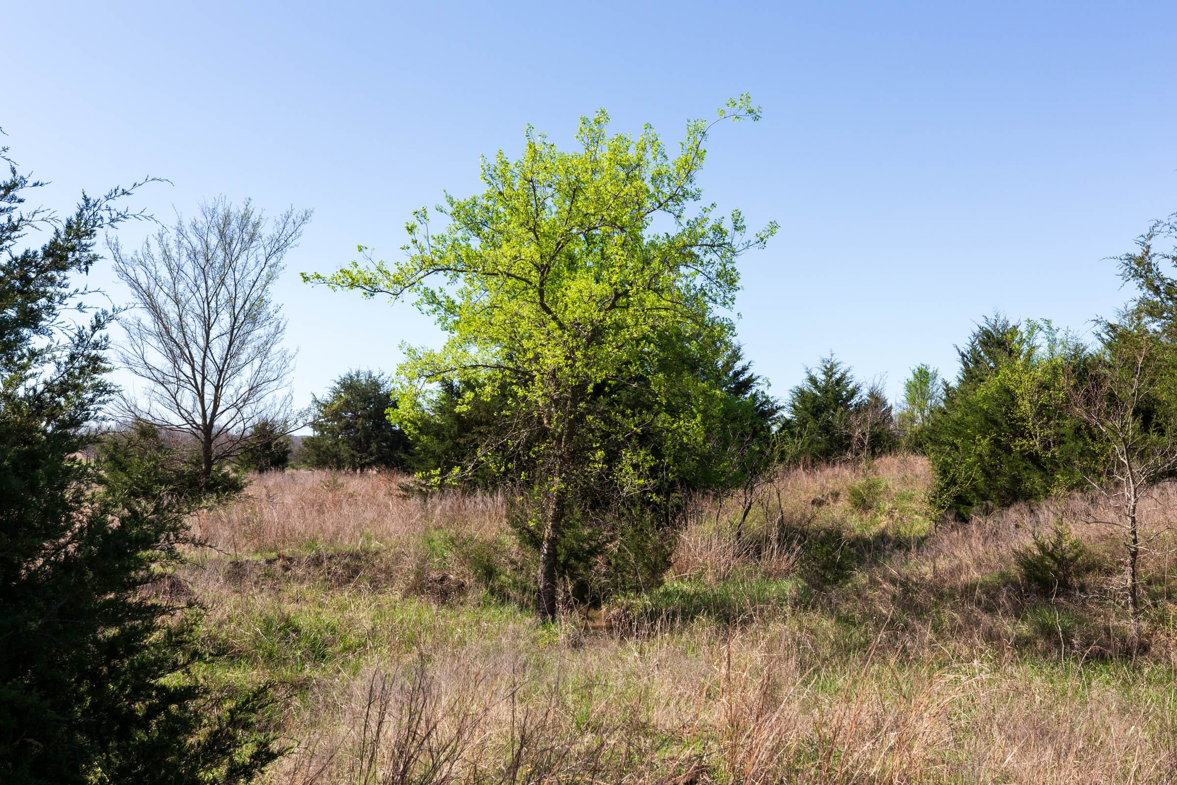 Prairie Grove Tract 9 photo 14