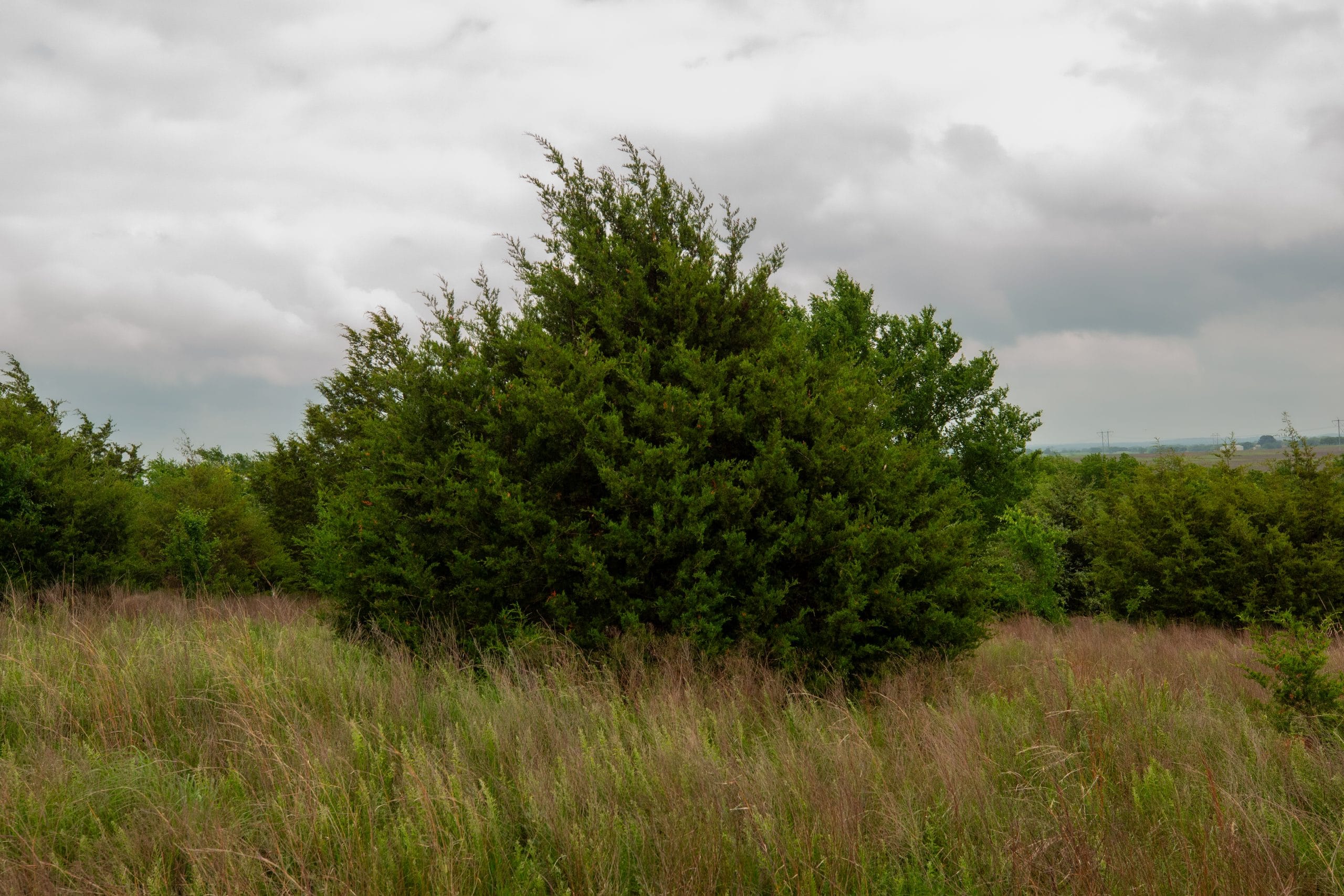 Prairie Grove Tract 9 photo 10