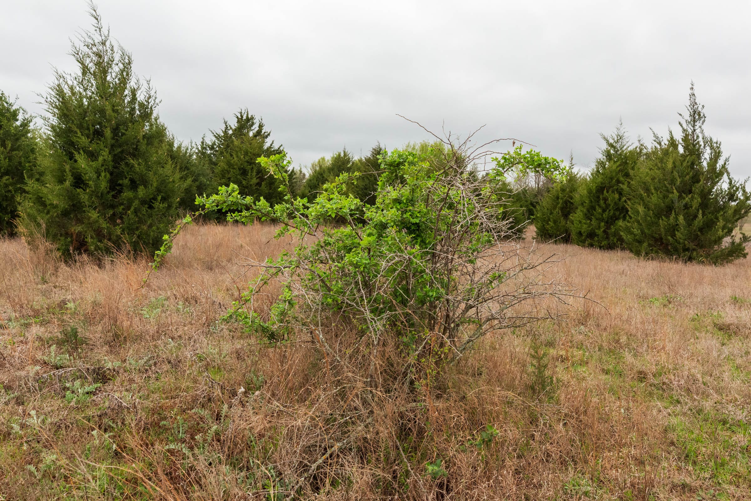 Moonrise Meadows Tract 1 photo 2