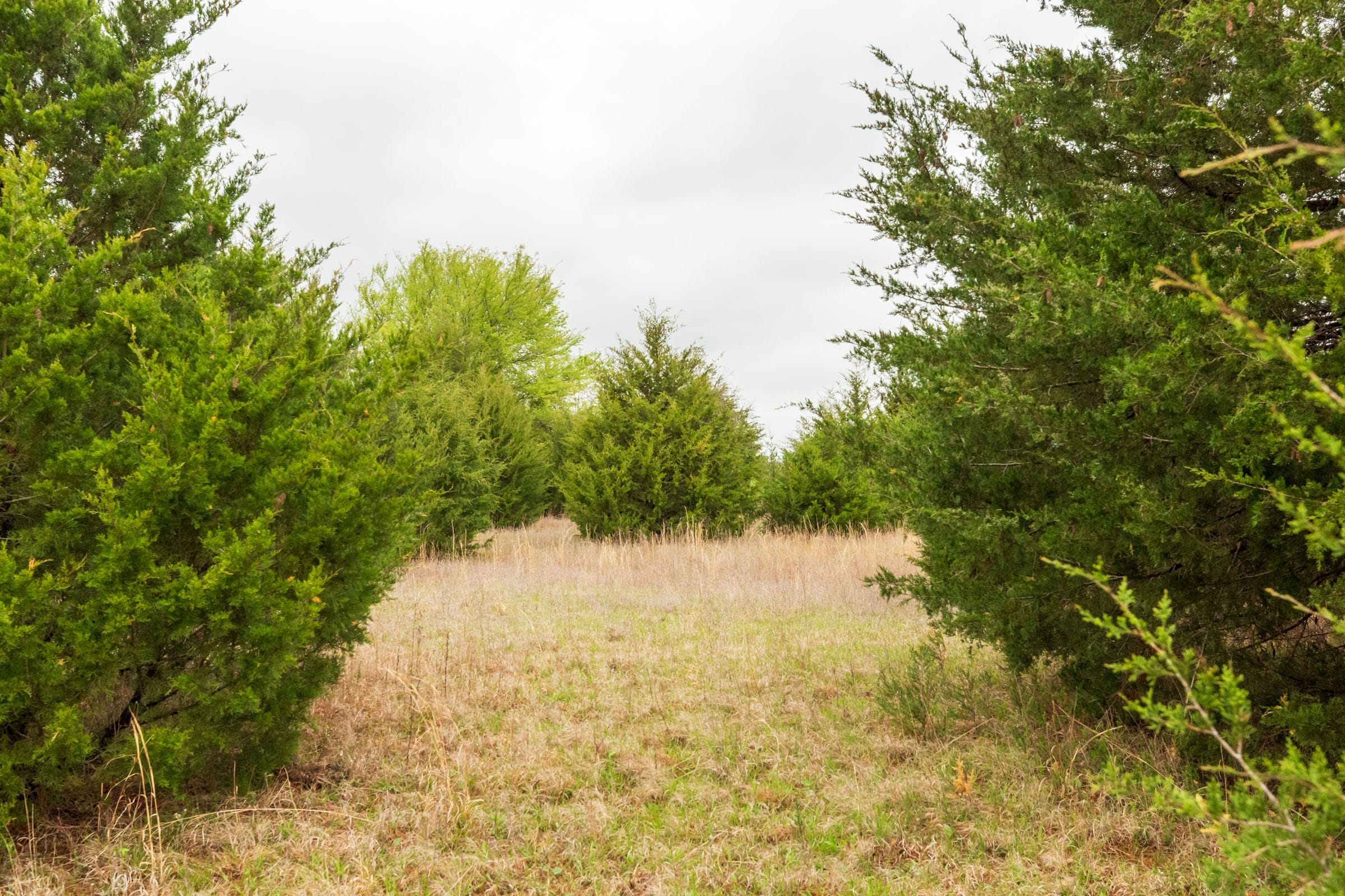 Moonrise Meadows Tract 1 photo 12