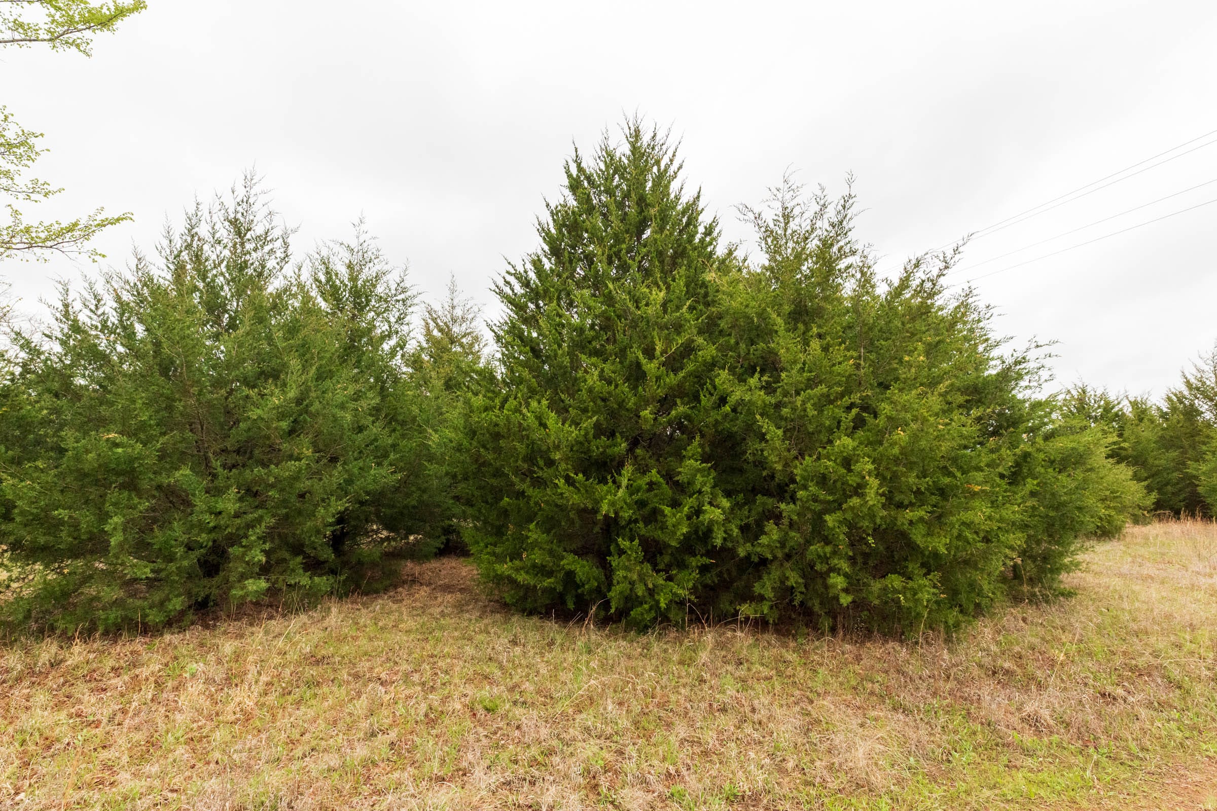 Moonrise Meadows Tract 1 photo 17