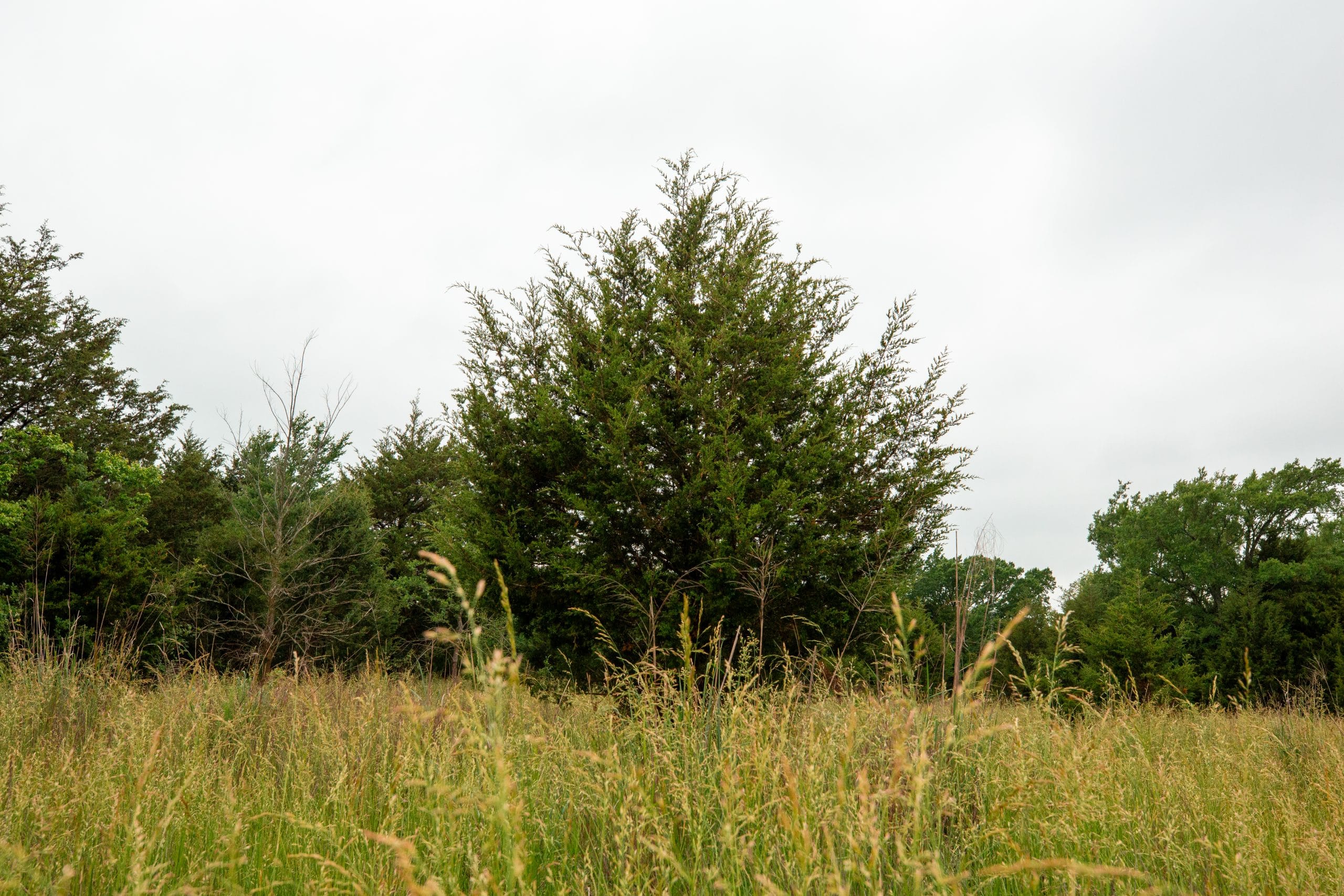 Moonrise Meadows Tract 1 photo 21