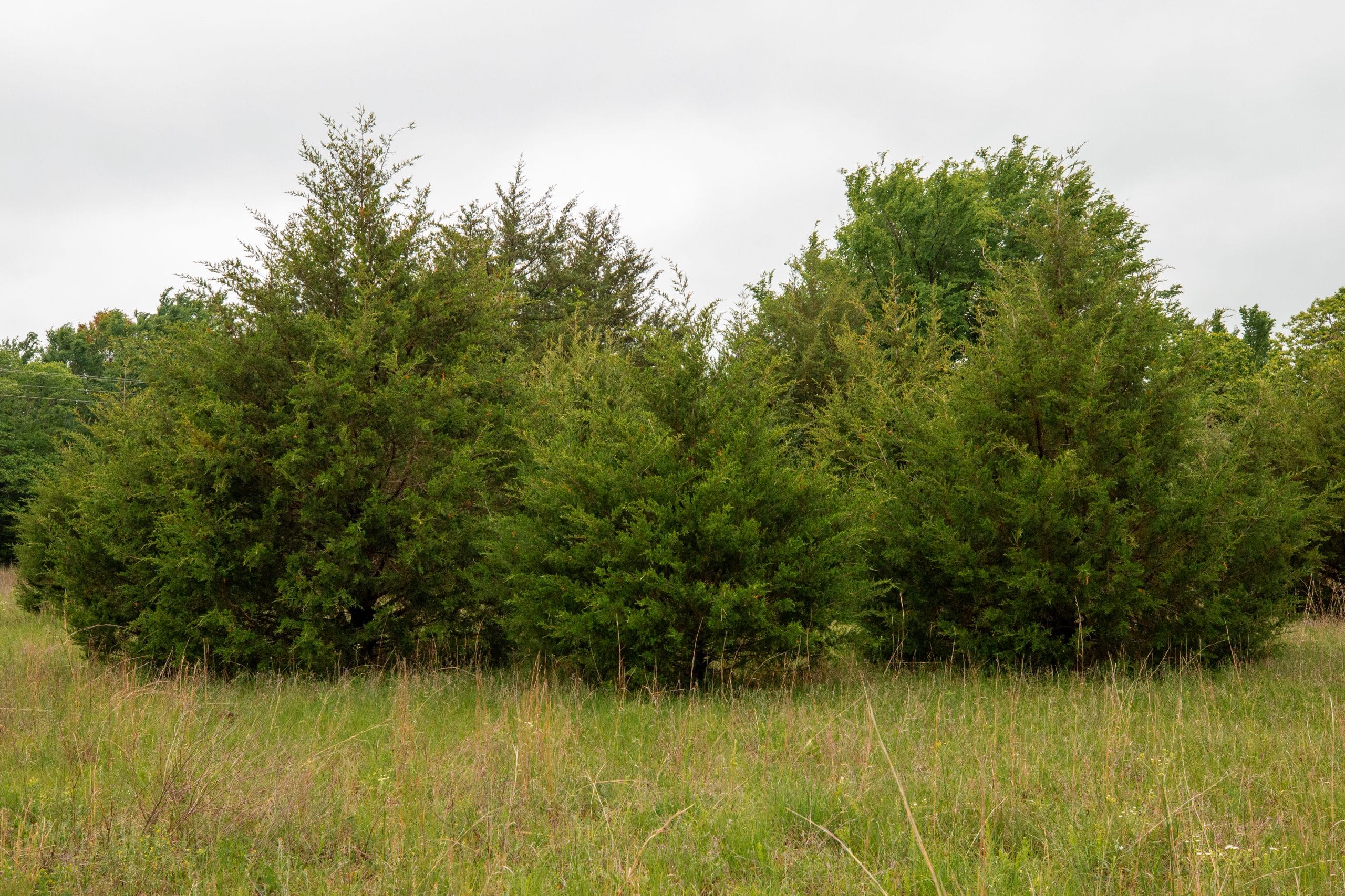 Moonrise Meadows Tract 1 photo 22