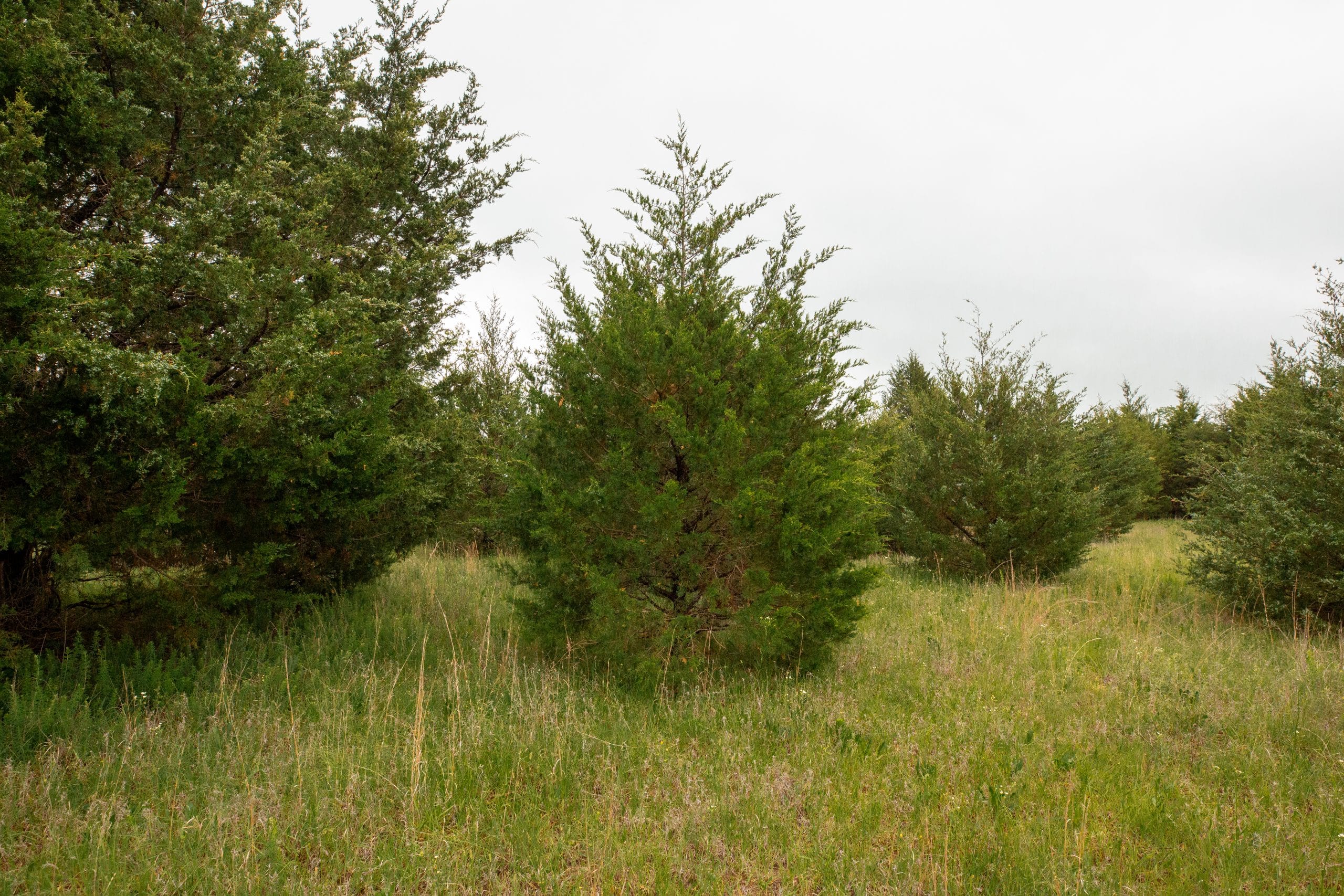 Moonrise Meadows Tract 1 photo 29