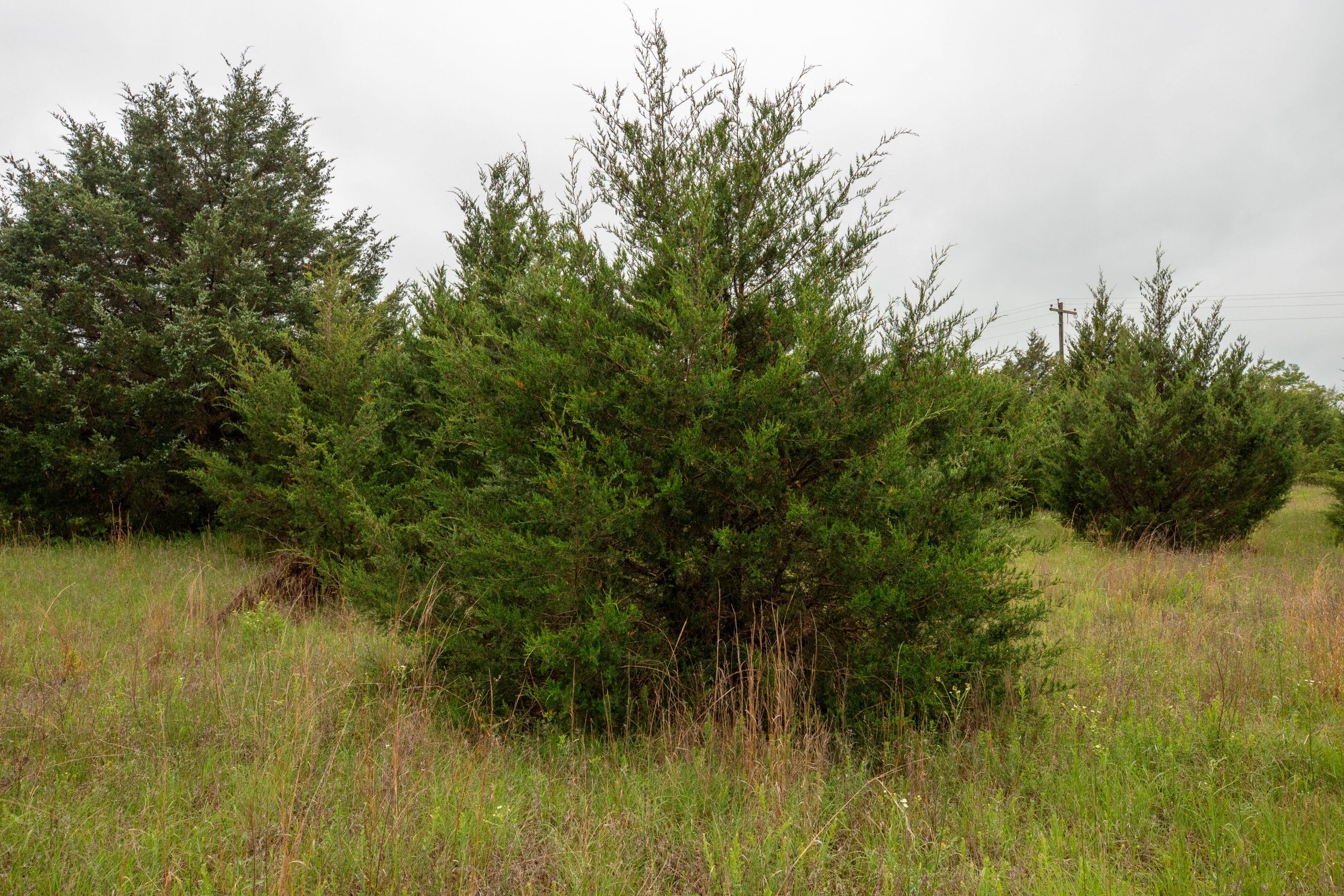Moonrise Meadows Tract 1 photo 20