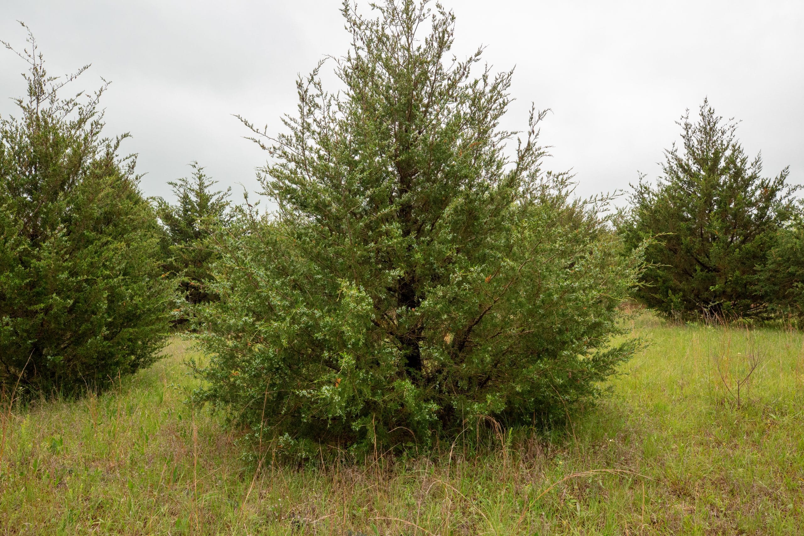 Moonrise Meadows Tract 1 photo 30