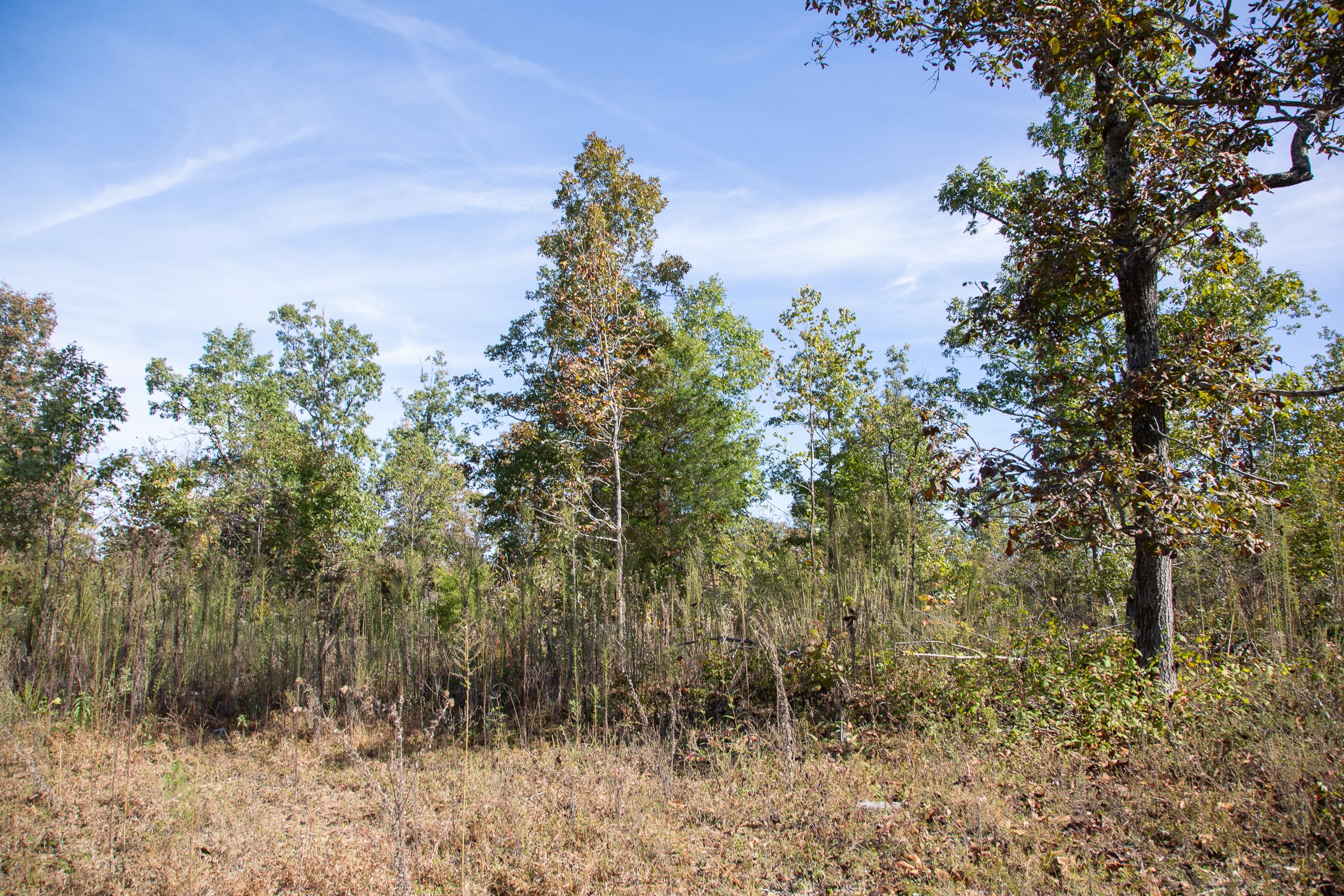 Borgmann’s Hollow Phase IV Tract 128 photo 3