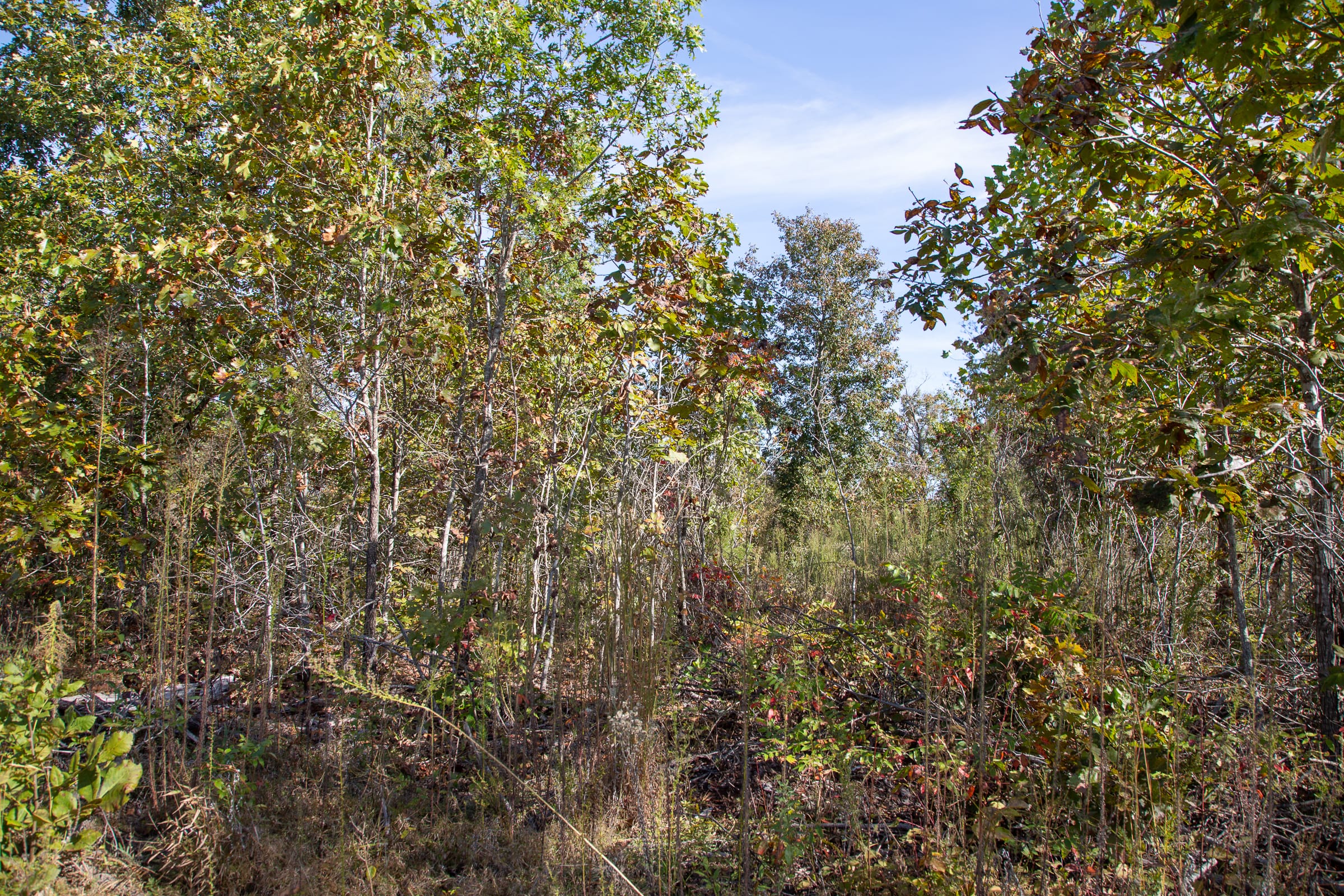 Borgmann’s Hollow Phase IV Tract 128 photo 4
