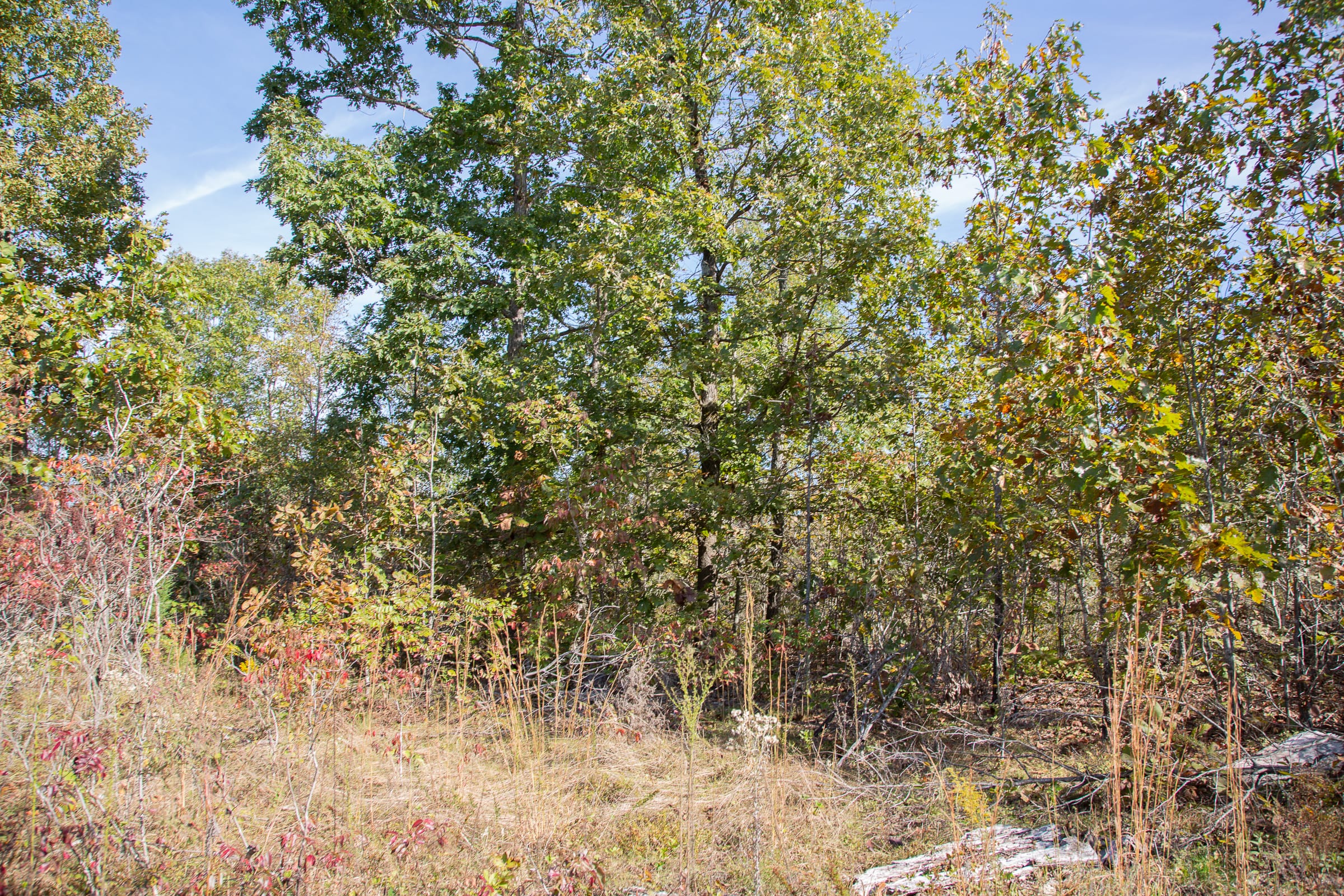 Borgmann’s Hollow Phase IV Tract 128 photo 5
