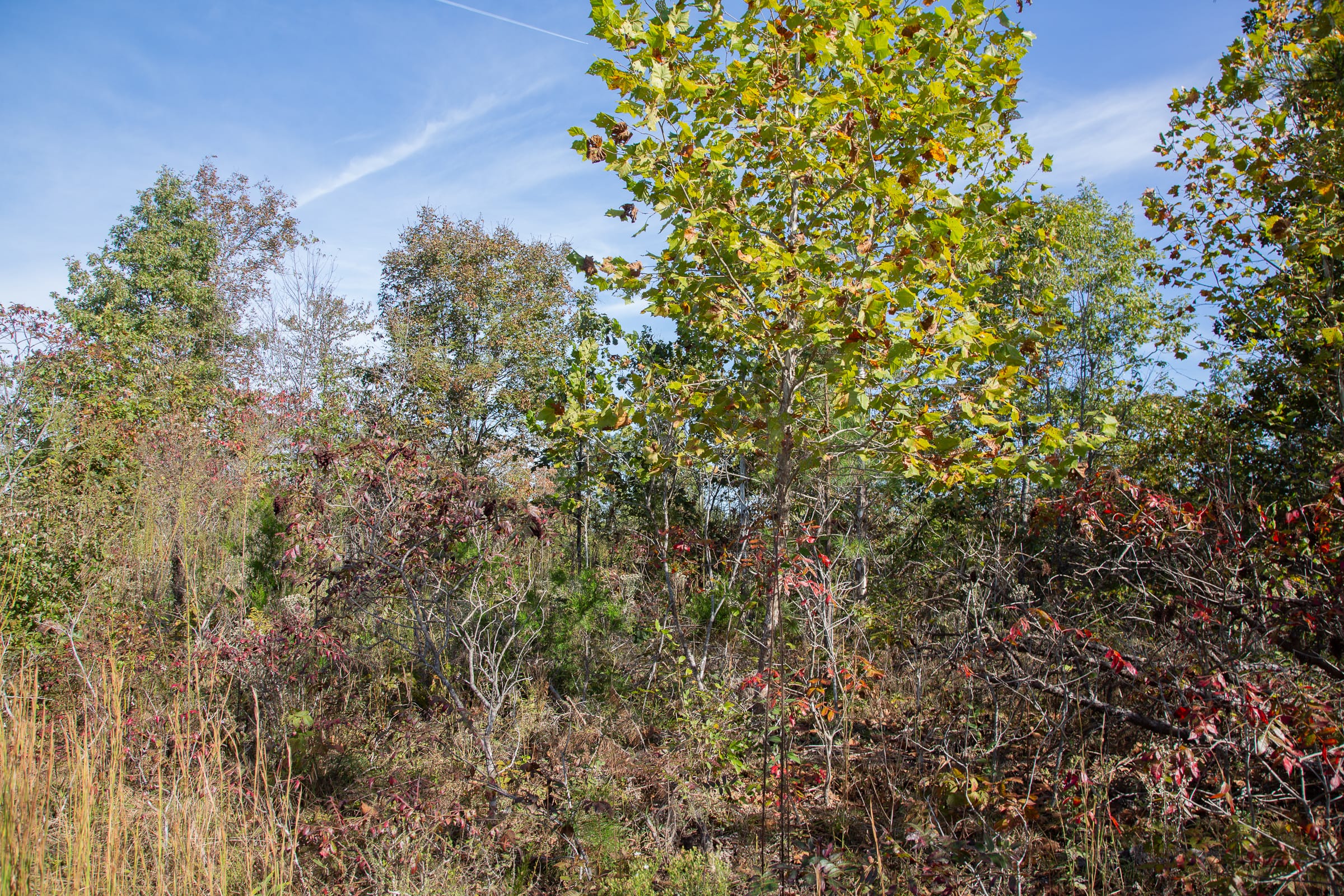 Borgmann’s Hollow Phase IV Tract 128 photo 6