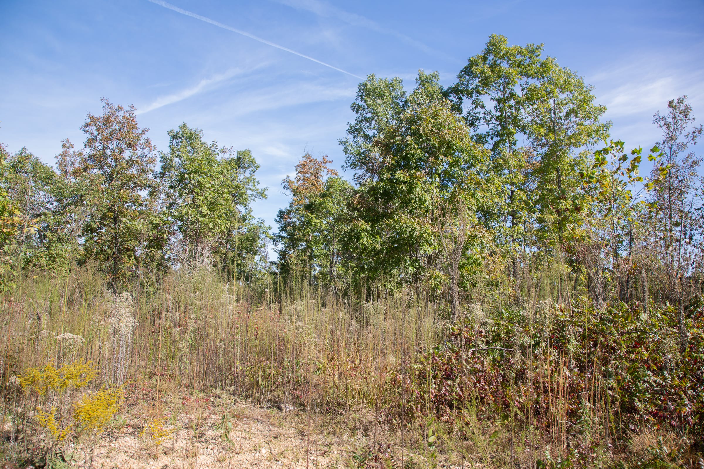 Borgmann’s Hollow Phase IV Tract 128 photo 8