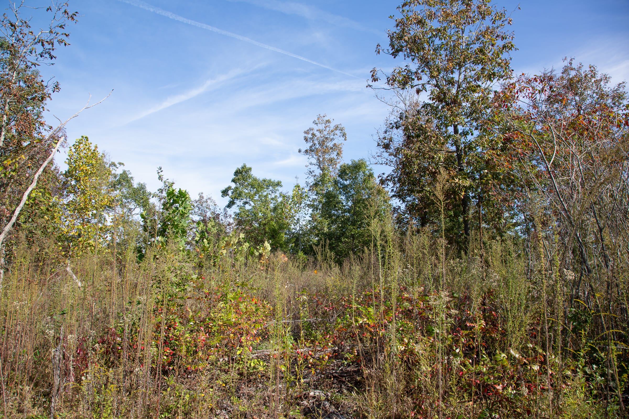 Borgmann’s Hollow Phase IV Tract 128 photo 9