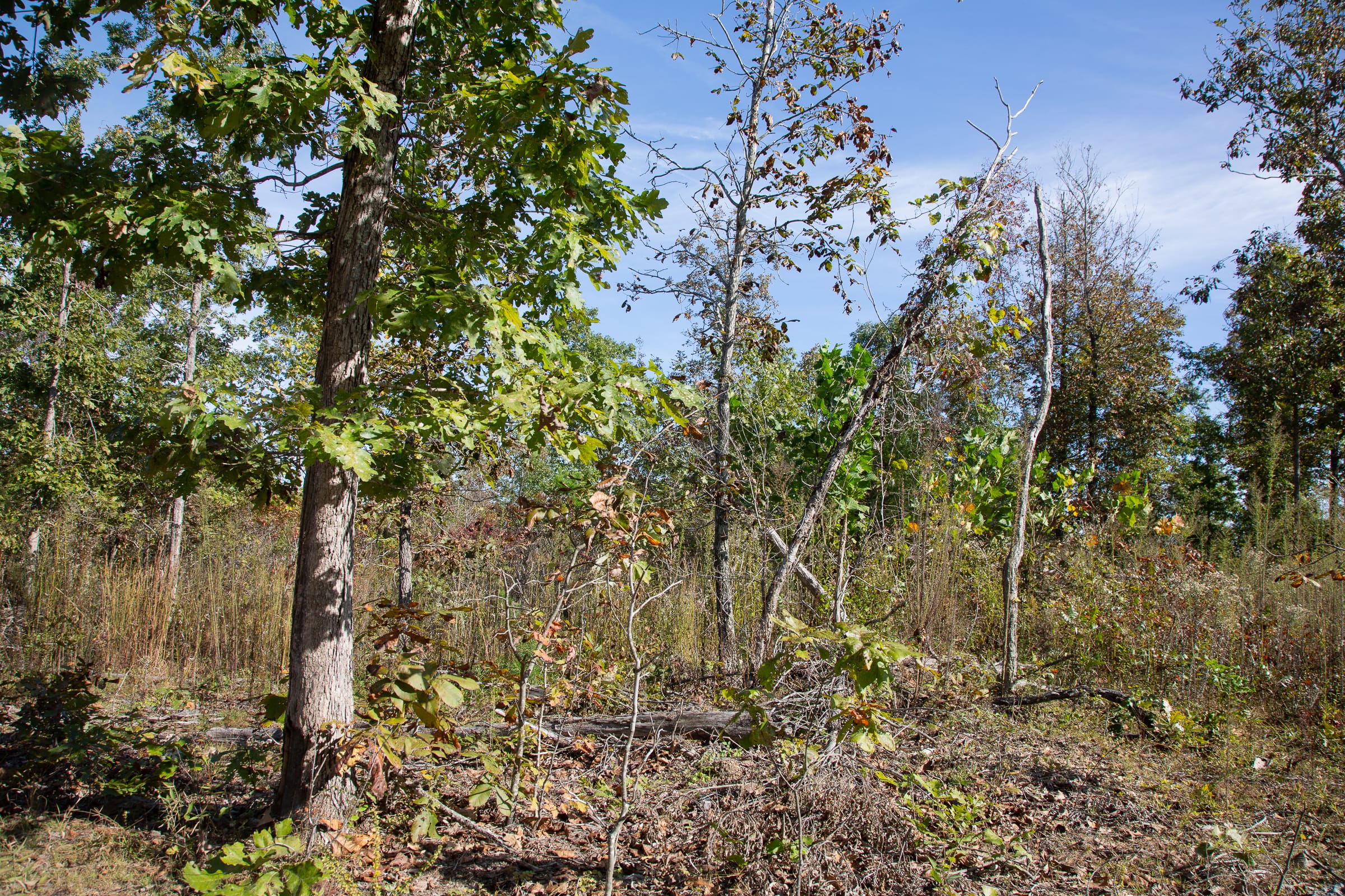 Borgmann’s Hollow Phase IV Tract 128 photo 10