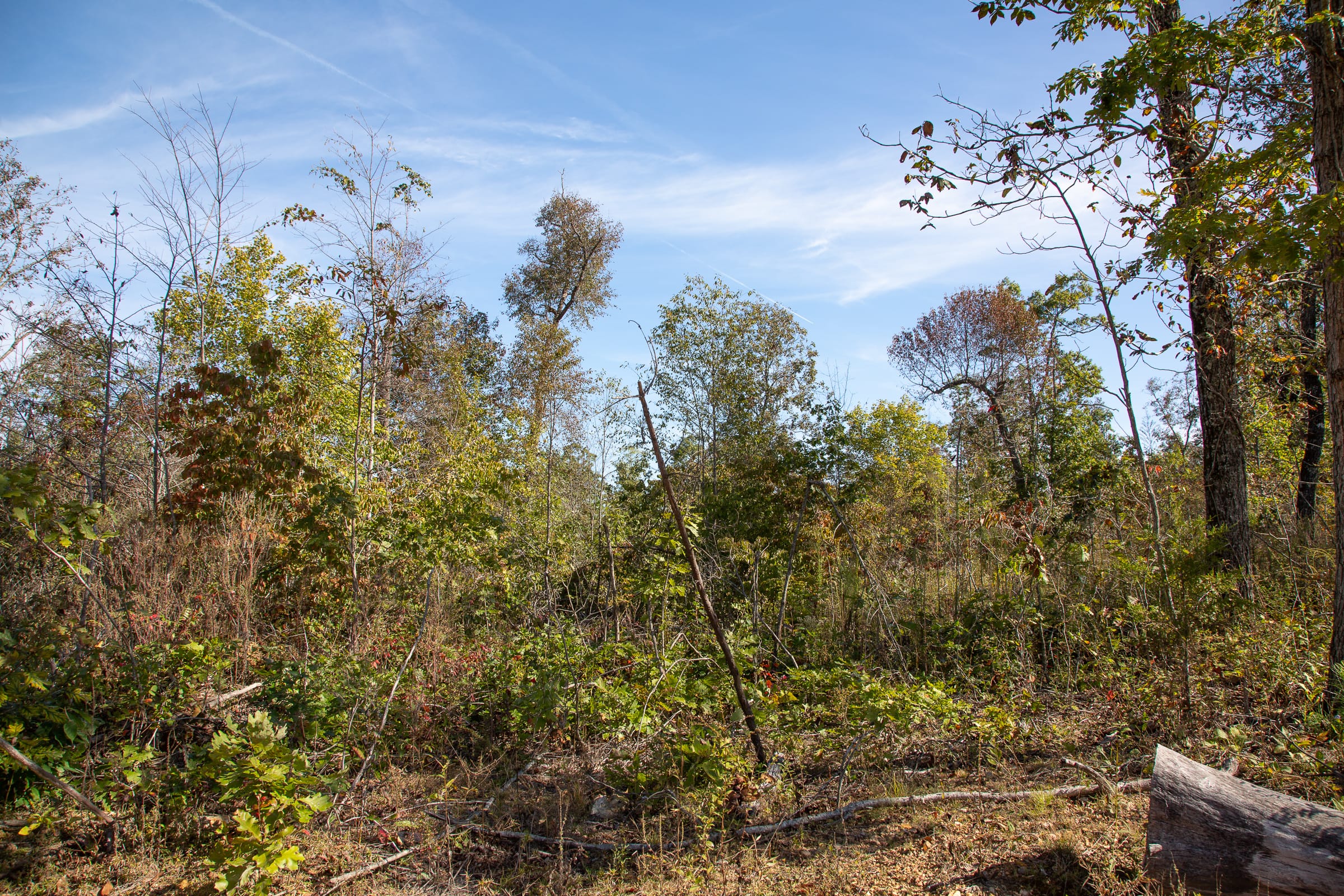 Borgmann’s Hollow Phase IV Tract 128 photo 12