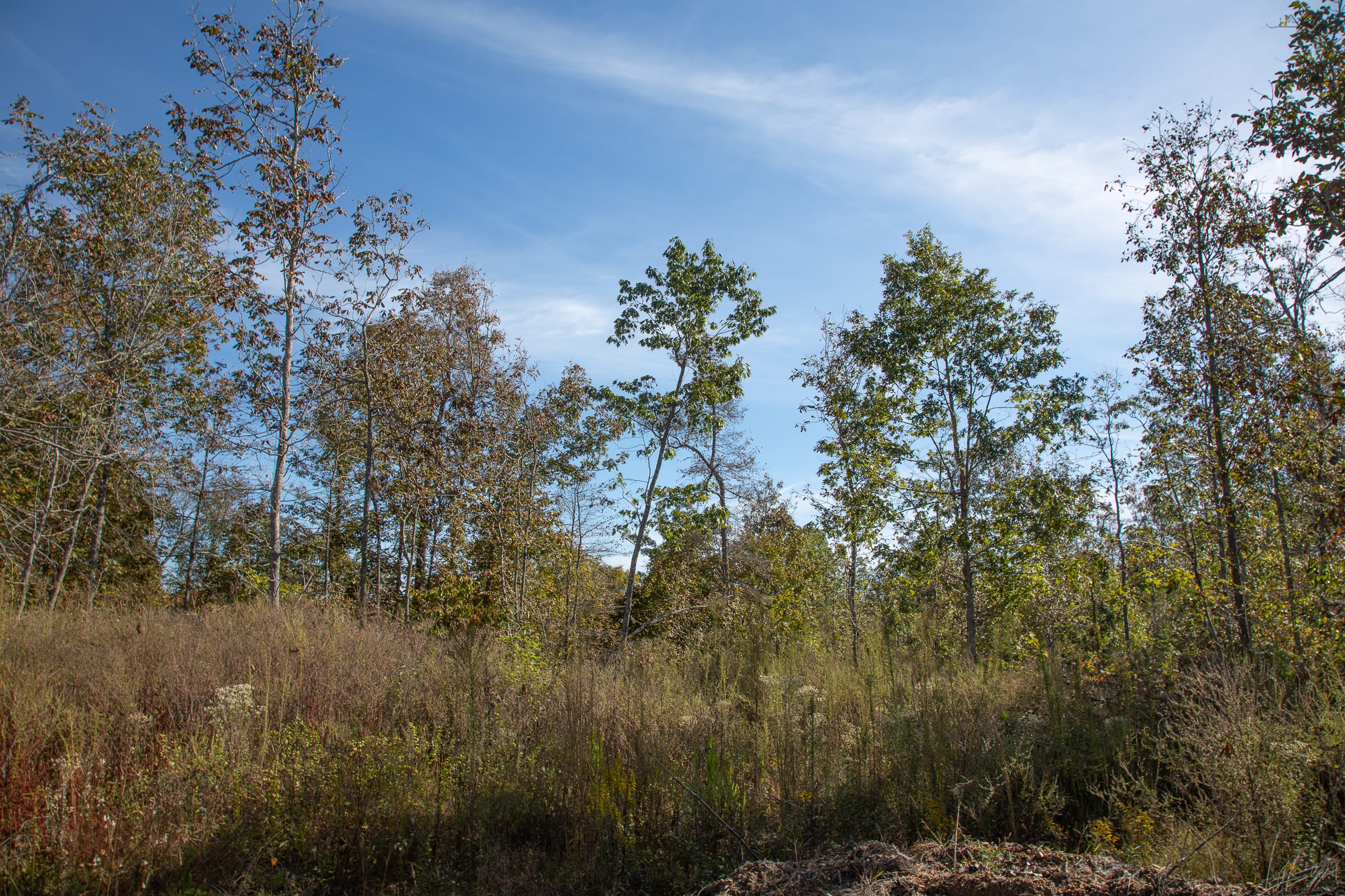 Borgmann’s Hollow Phase IV Tract 128 photo 14