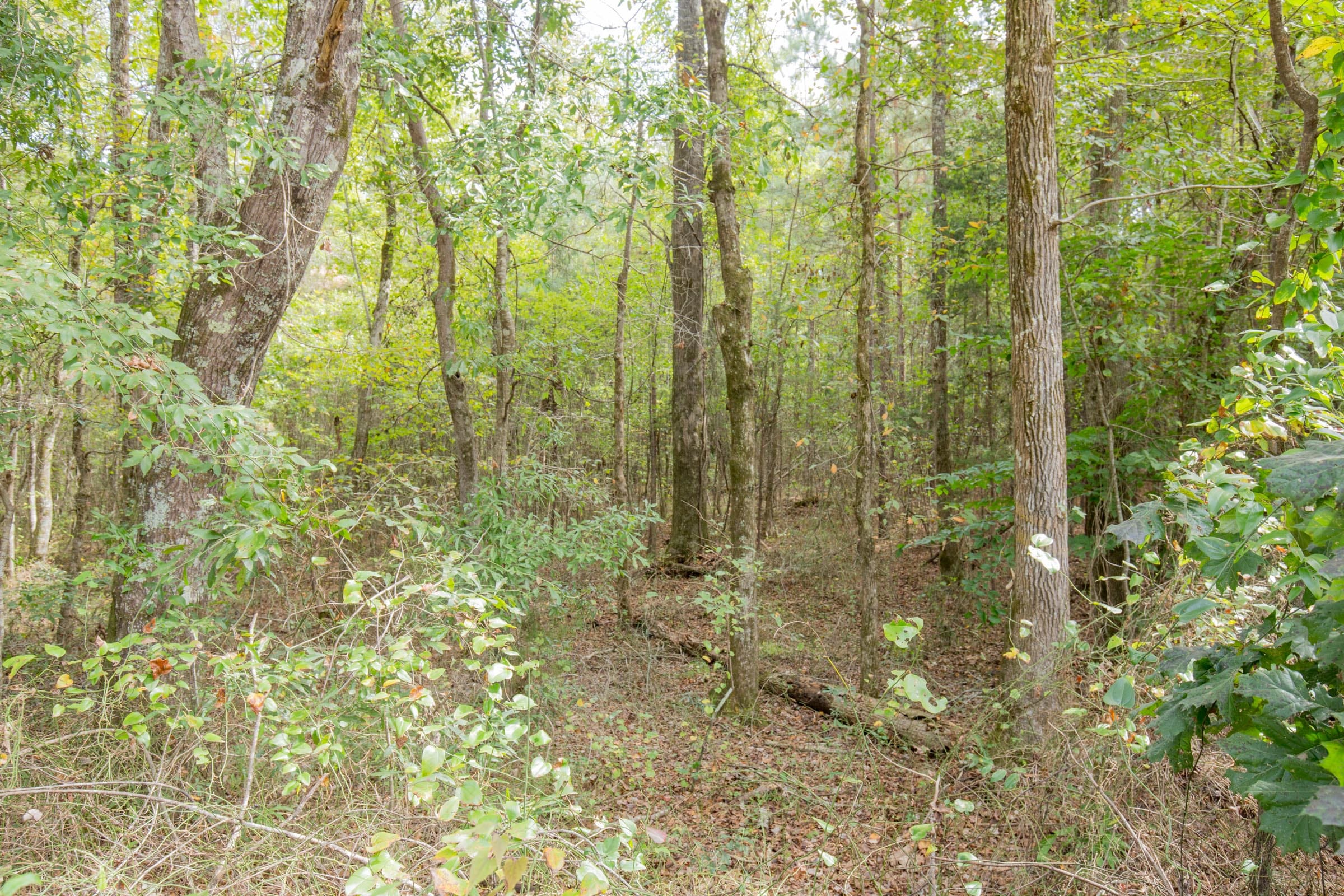 Sky Ranch Tract 11 photo 6