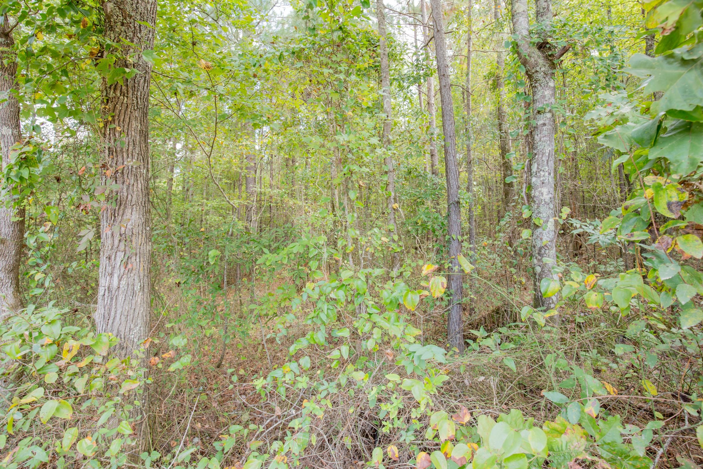 Sky Ranch Tract 11 photo 4