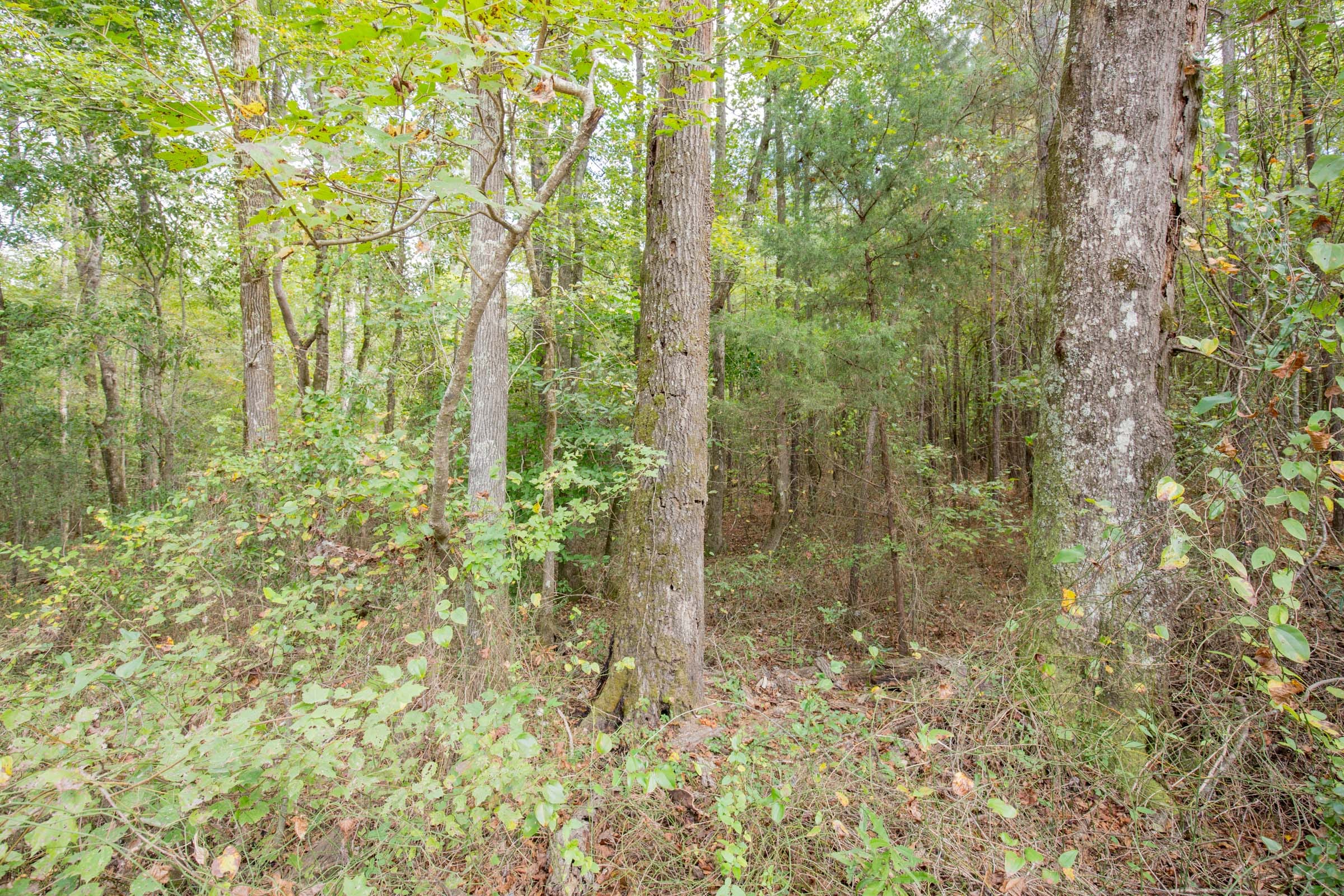 Sky Ranch Tract 11 photo 5