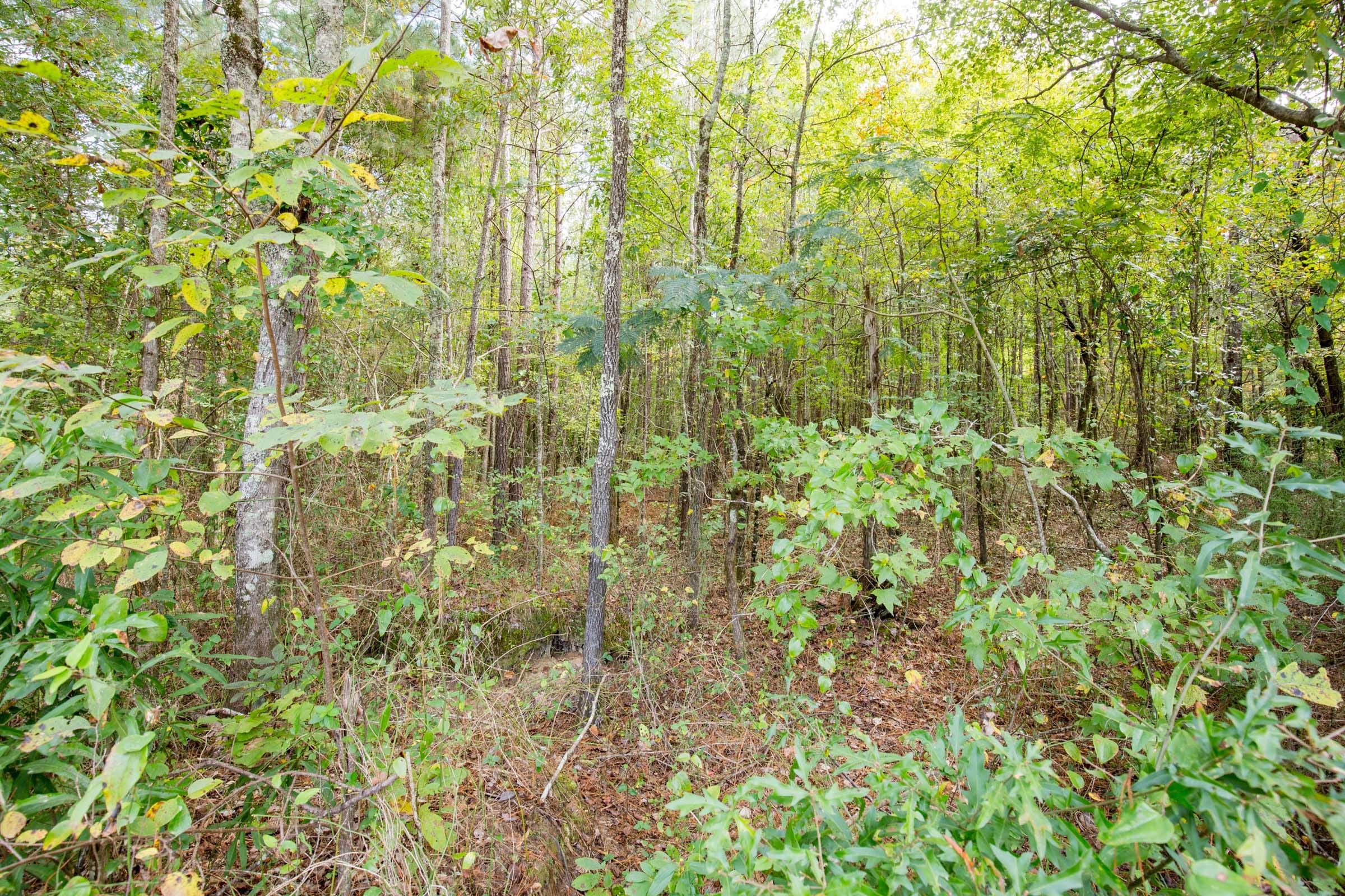 Sky Ranch Tract 11 photo 3