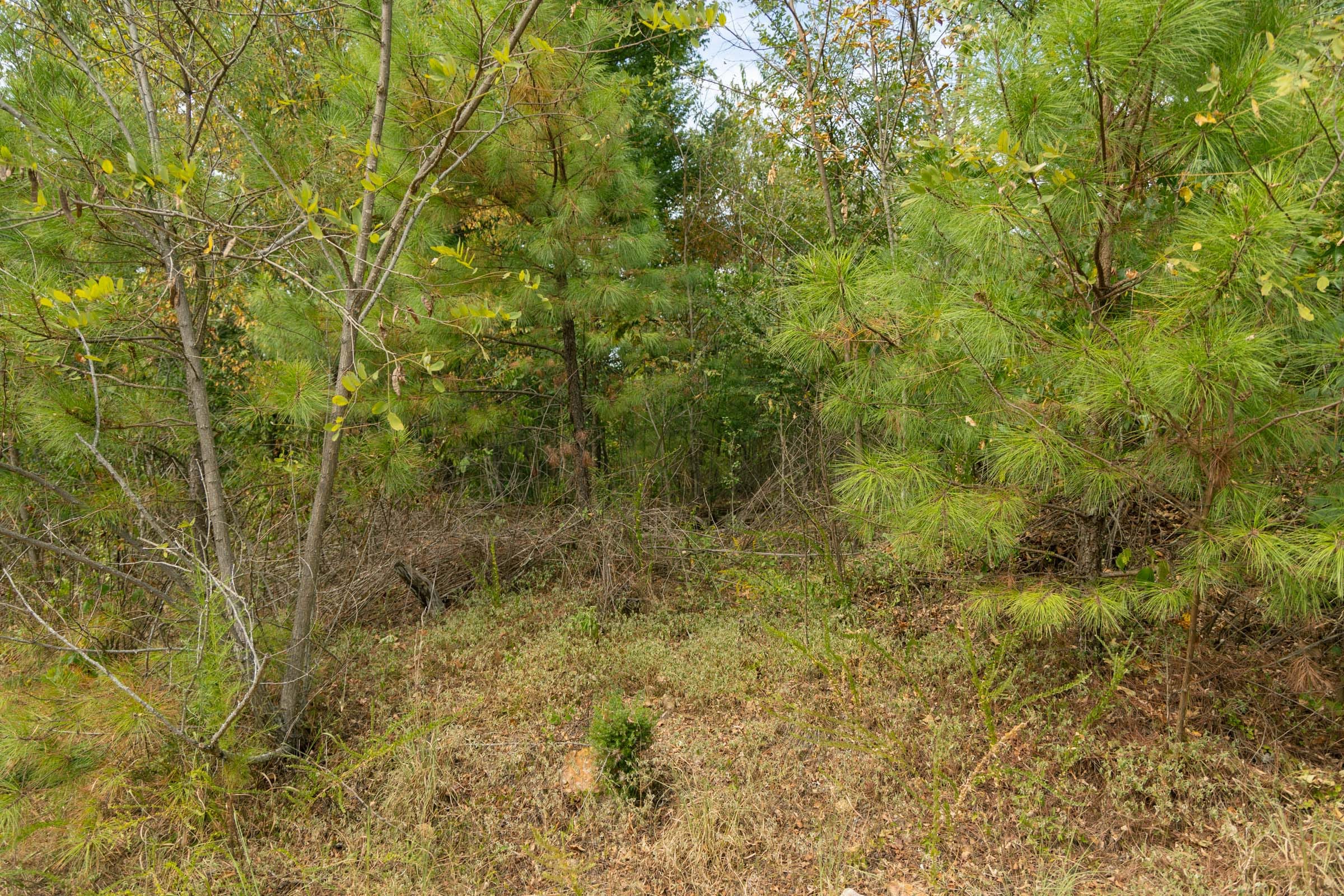 Big White Oak Tract 33 photo 8