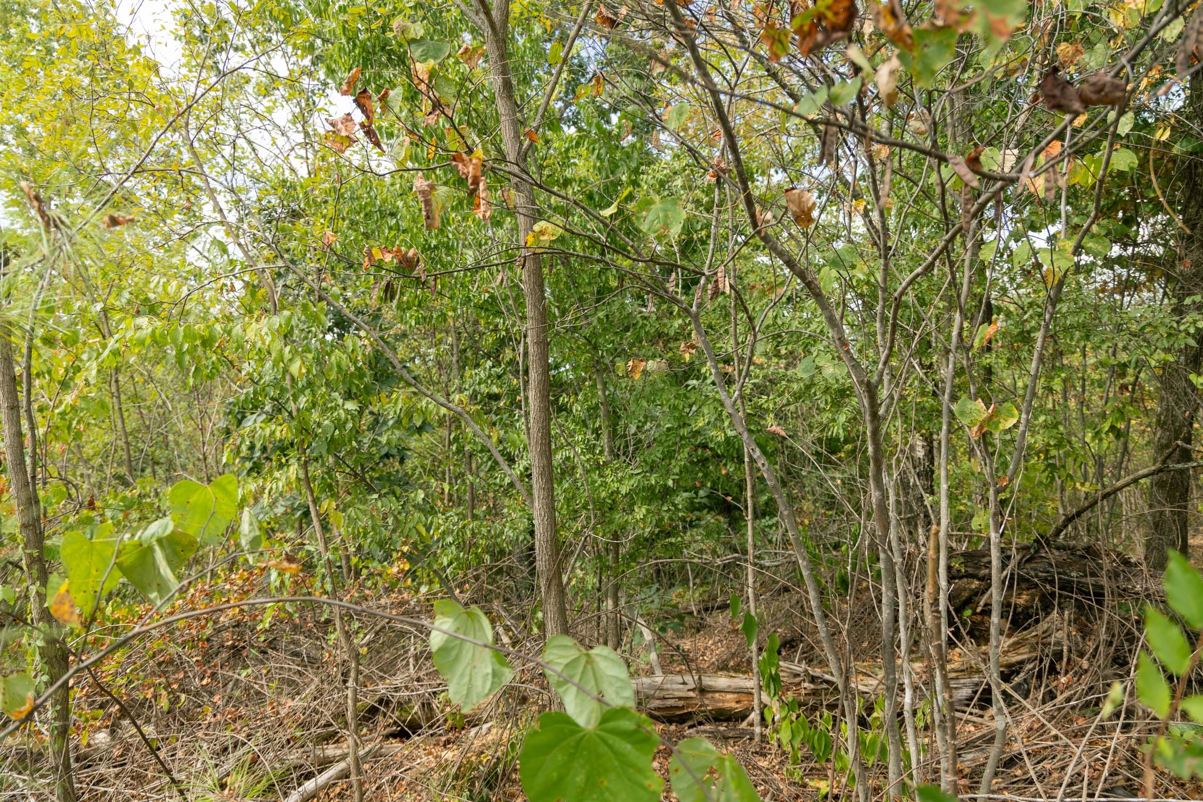 Big White Oak Tract 33 photo 7