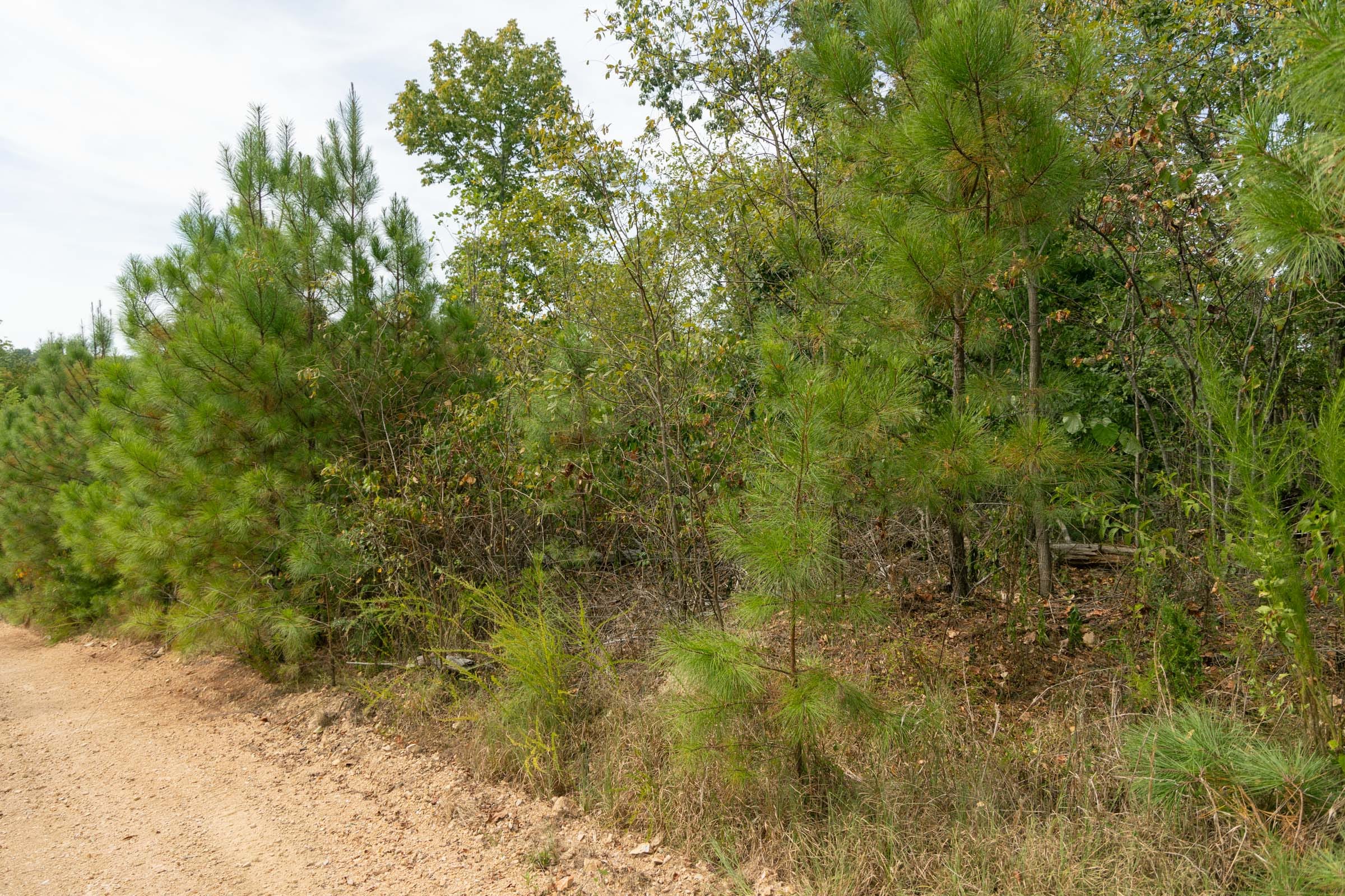 Big White Oak Tract 33 photo 6