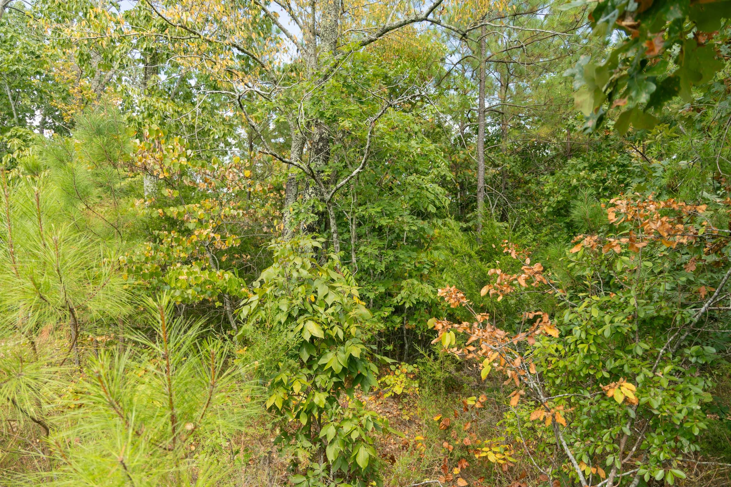 Big White Oak Tract 33 photo 5