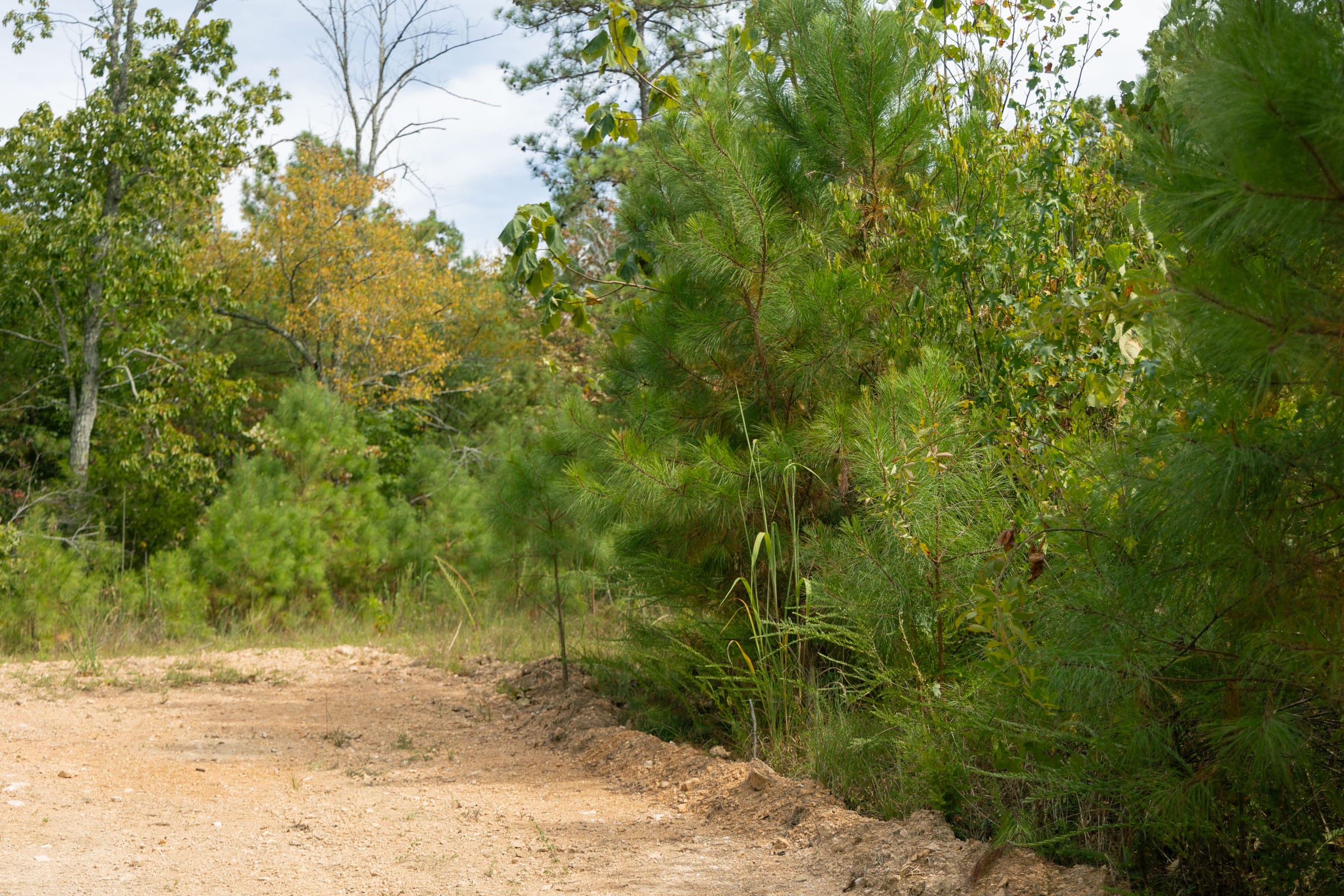 Big White Oak Tract 33 photo 4