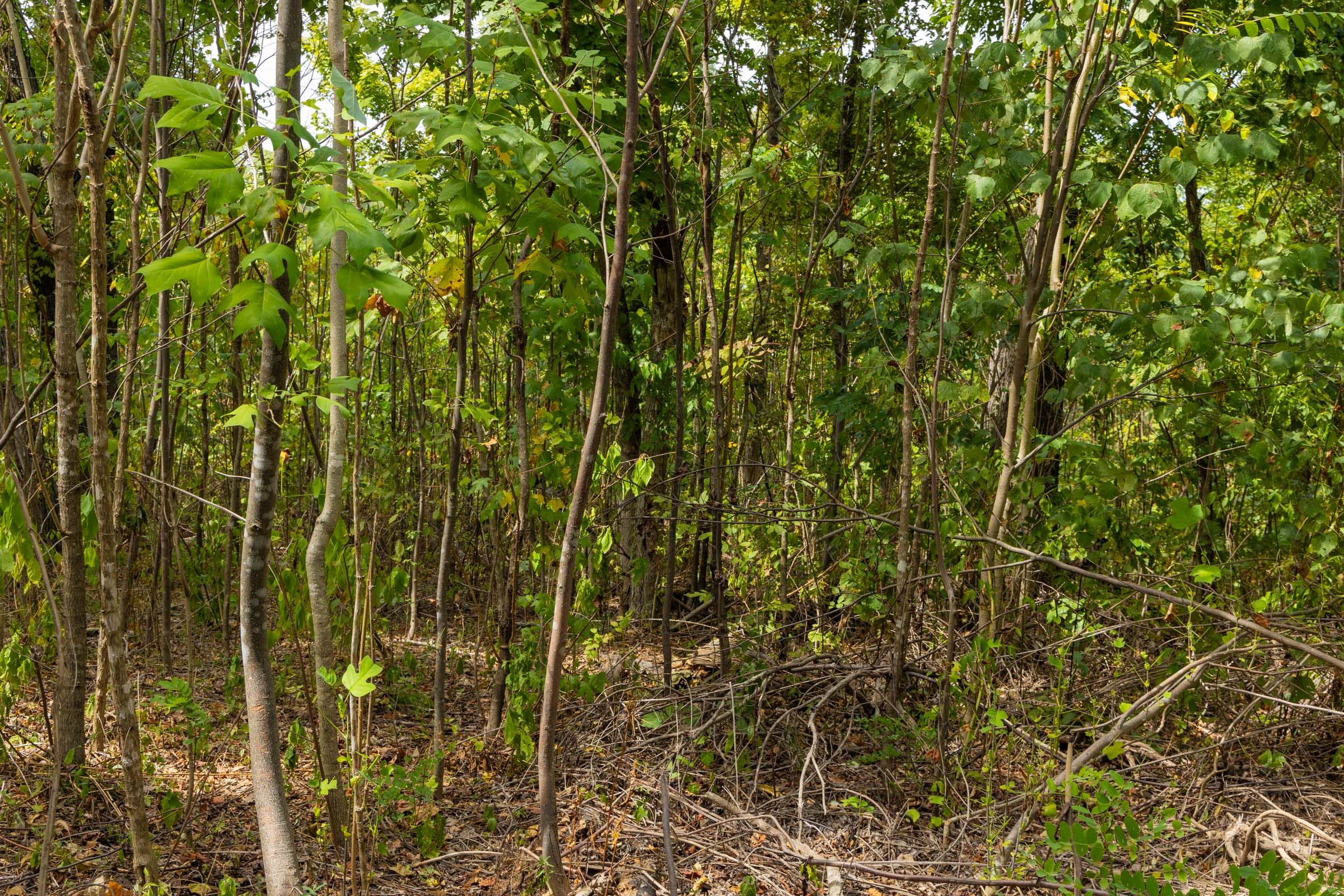 Big White Oak Tract 80 photo 7